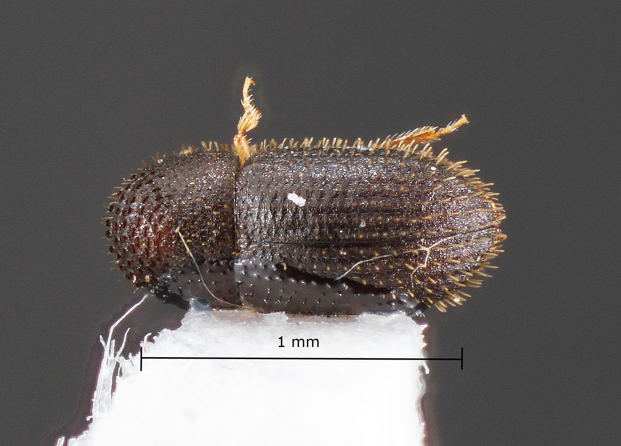 Genus / Species: Hypothenemus rugosipes | Image Author: TH Atkinson | Location: Brazil, Rôndonia, Ouro Preto do Oeste | Collection: University of Texas Insect Collection