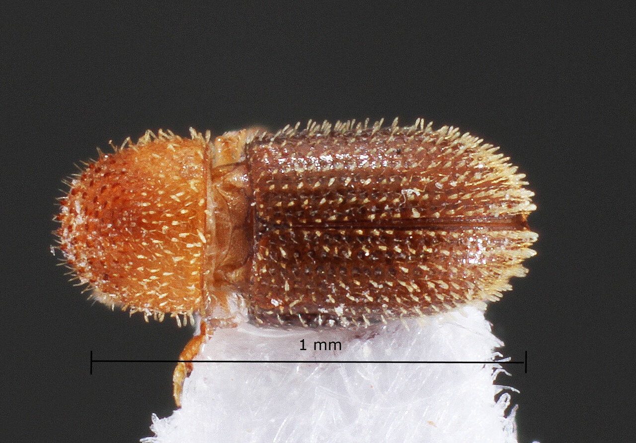 Genus / Species: Hypothenemus suspectus | Image Author: TH Atkinson | Location: Brazil, Mato Grosso do Sul, Selvíria | Collection: Faculdade de Engenharia