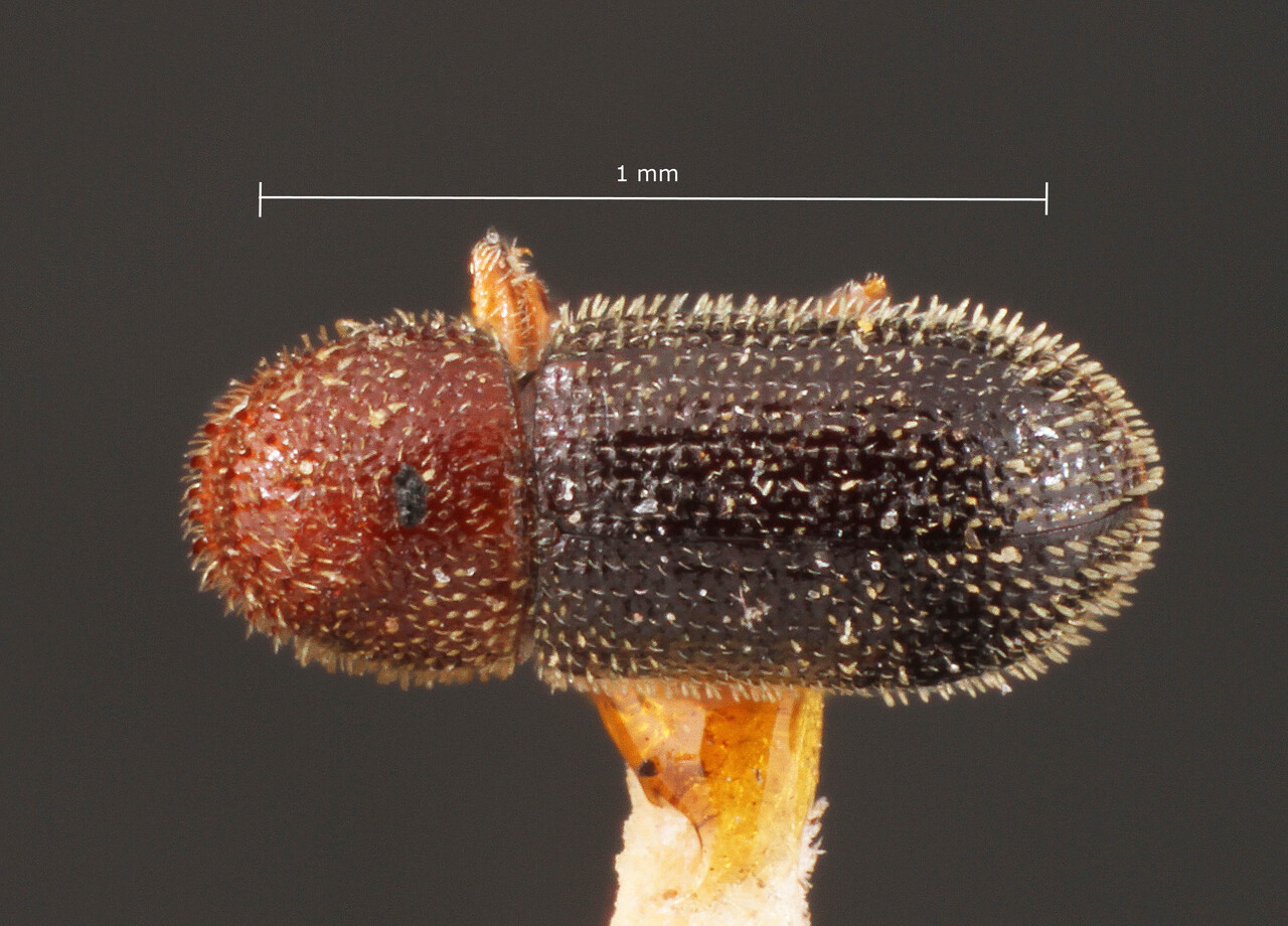 Genus / Species: Hypothenemus californicus | Image Author: TH Atkinson | Location: United States, California, Pomona | Image Type: holotype | Collection: Entomology