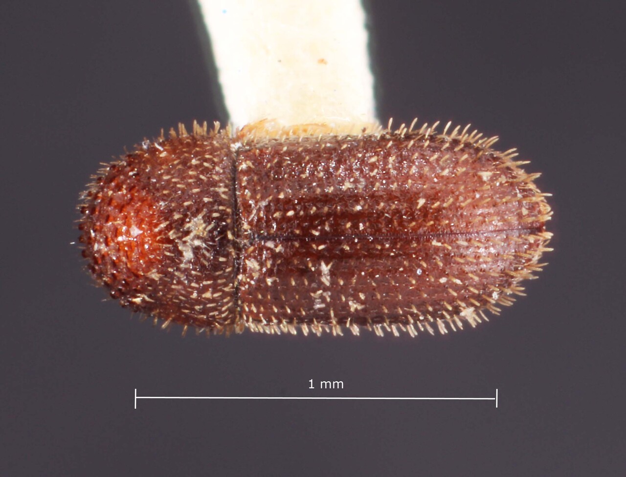 Genus / Species: Hypothenemus interstitialis | Image Author: TH Atkinson | Location: Cuba, Cienfuegos, Cayamas | Image Type: holotype | Collection: Entomology