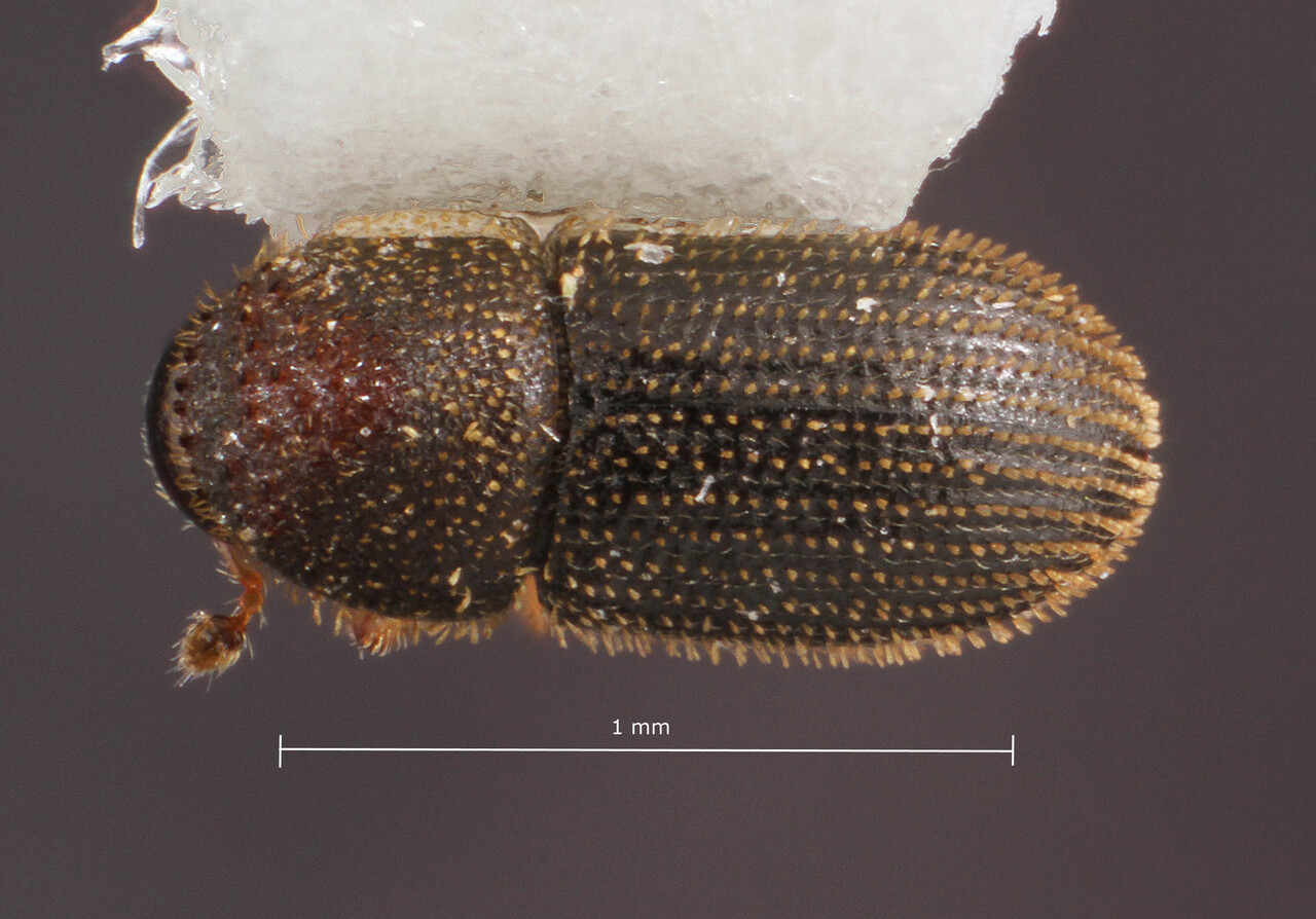 Genus / Species: Hypothenemus crudiae | Image Author: TH Atkinson | Location: United States, Texas, Goliad | Collection: University of Texas Insect Collection