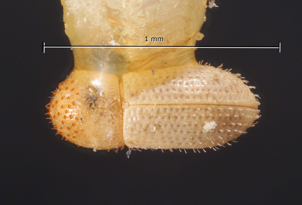 Genus / Species: Hypothenemus distinctus | Image Author: TH Atkinson | Location: United States, Missouri, Union | Image Type: holotype | Collection: Snow Entomological Museum, Univ. Kansas