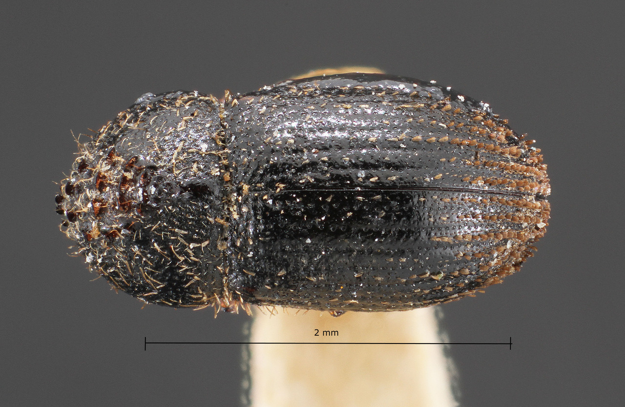 Genus / Species: Hypothenemus elephas | Image Author: TH Atkinson | Location: Mauritius, Mauritius | Image Type: holotype | Collection: Institut Royal des Sciences Naturelles