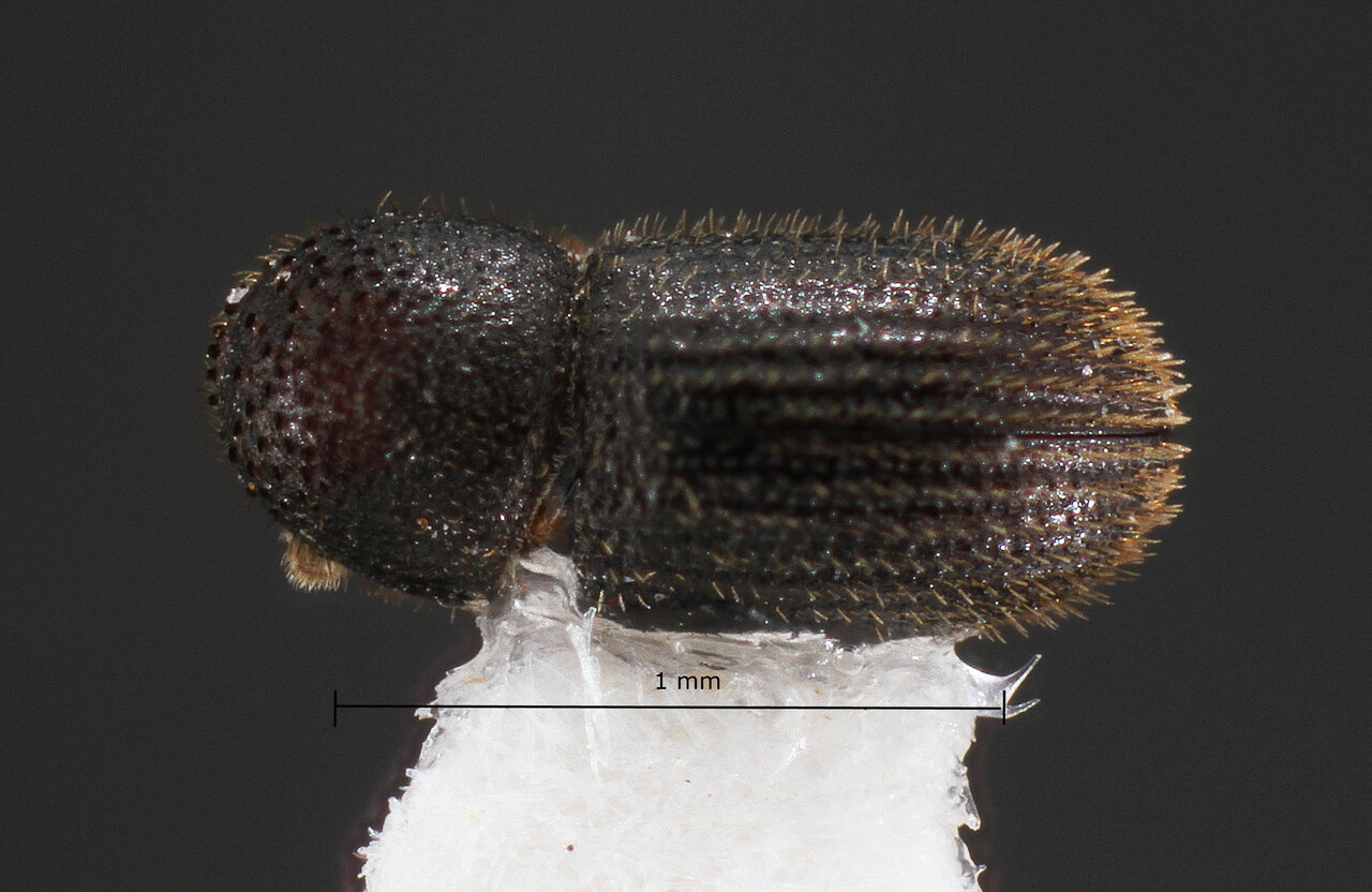 Genus / Species: Hypothenemus eximius | Image Author: TH Atkinson | Location: Brazil, Rio Grande do Sul, Santa Maria | Collection: Faculdade de Engenharia