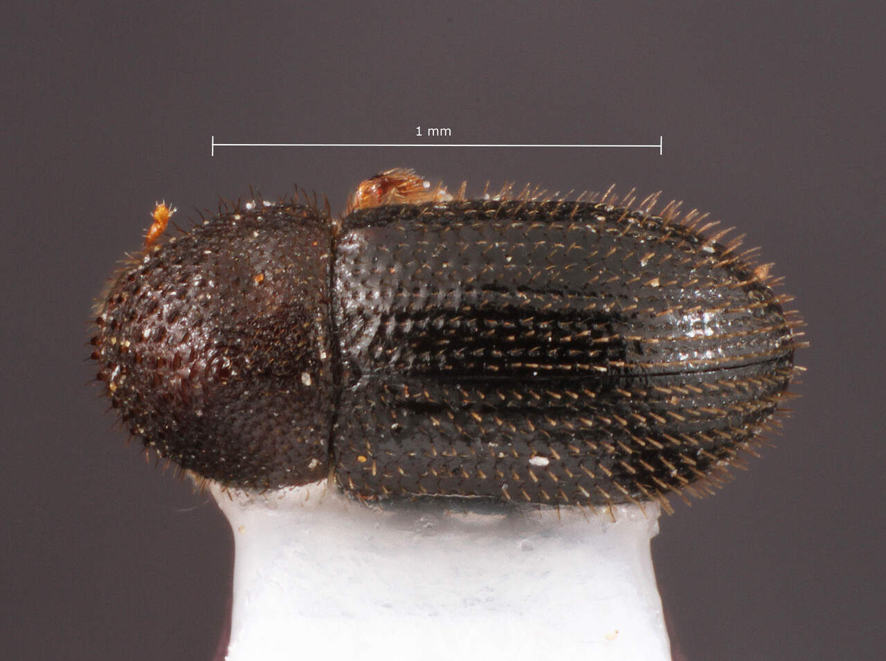 Genus / Species: Hypothenemus hampei | Image Author: TH Atkinson | Location: México, Oaxaca, Cerro Campana, arriba de Sta. Ma. Xadani | Collection: University of Texas Insect Collection