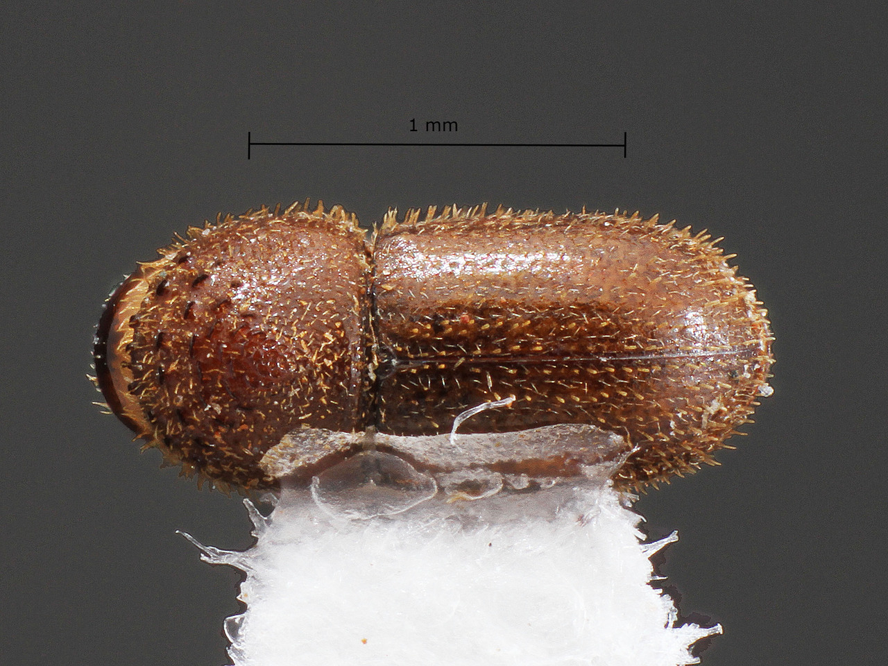 Genus / Species: Hypothenemus javanus | Image Author: TH Atkinson | Location: Brazil, Mato Grosso do Sul, Selviria | Collection: University of Texas Insect Collection