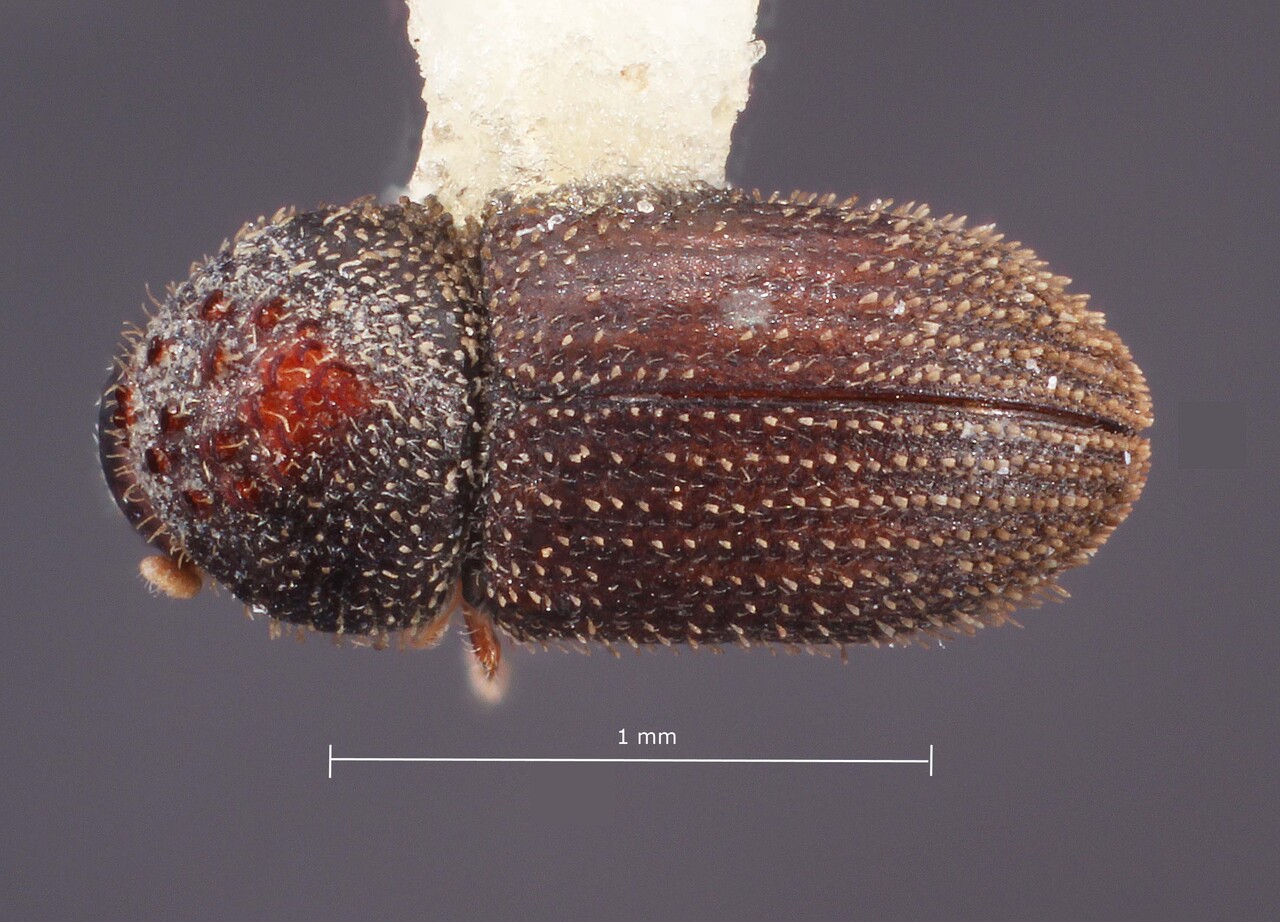 Genus / Species: Hypothenemus meridensis | Image Author: TH Atkinson | Location: Venezuela, Mérida, Lagunillas, 3 km E | Image Type: holotype | Collection: Entomology