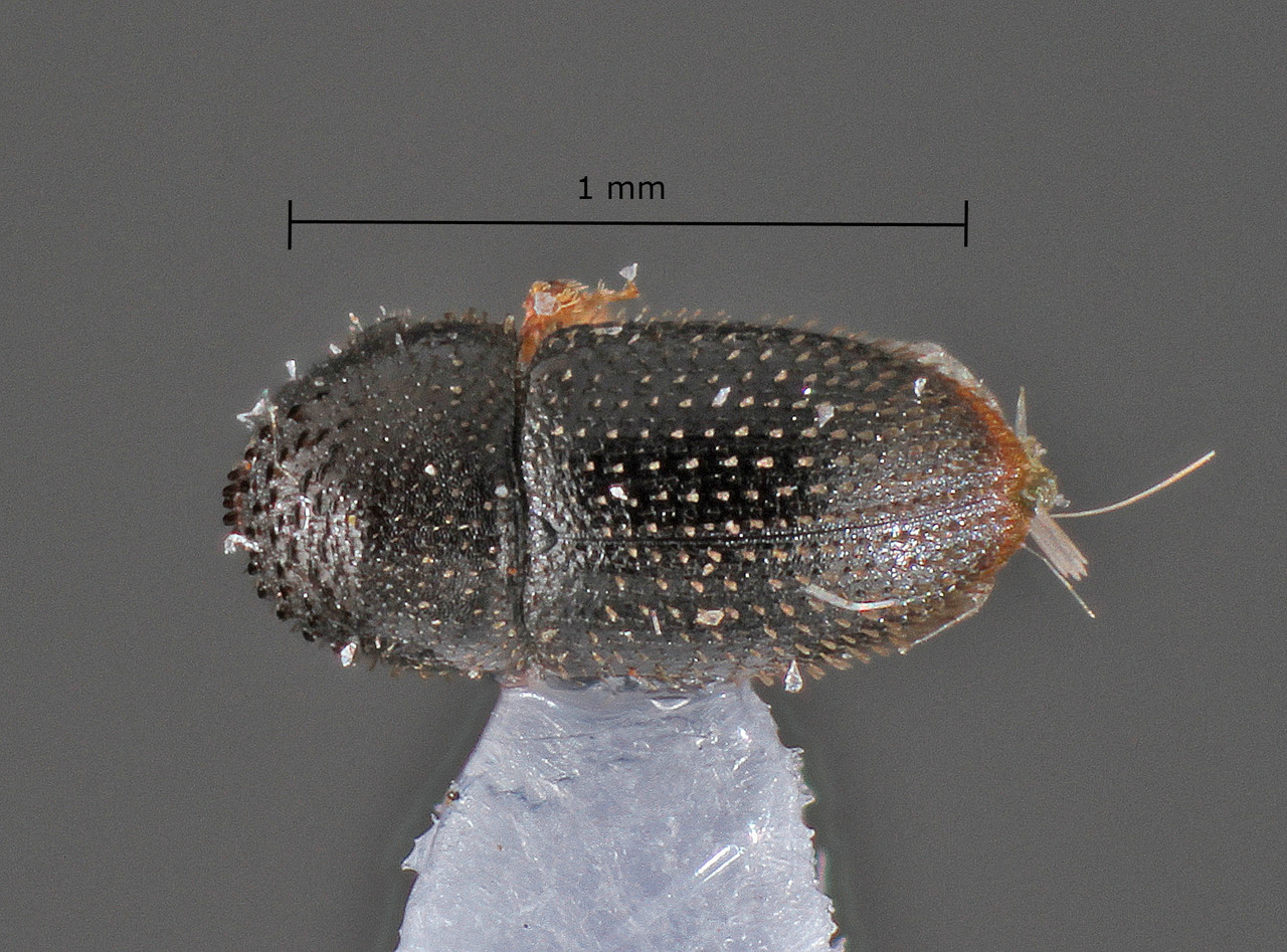 Genus / Species: Hypothenemus marginatus | Image Author: TH Atkinson | Location: Brazil, Mato Grosso do Sul, Selvíria | Collection: Faculdade de Engenharia