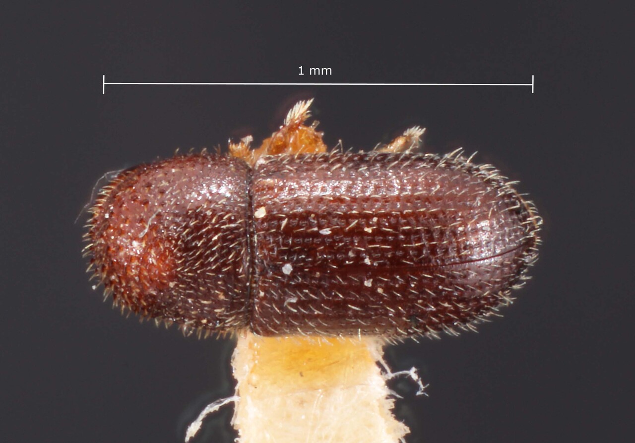 Genus / Species: Hypothenemus pilosus | Image Author: TH Atkinson | Location: Cuba, Cienfuegos, Cayamas | Image Type: holotype | Collection: Entomology