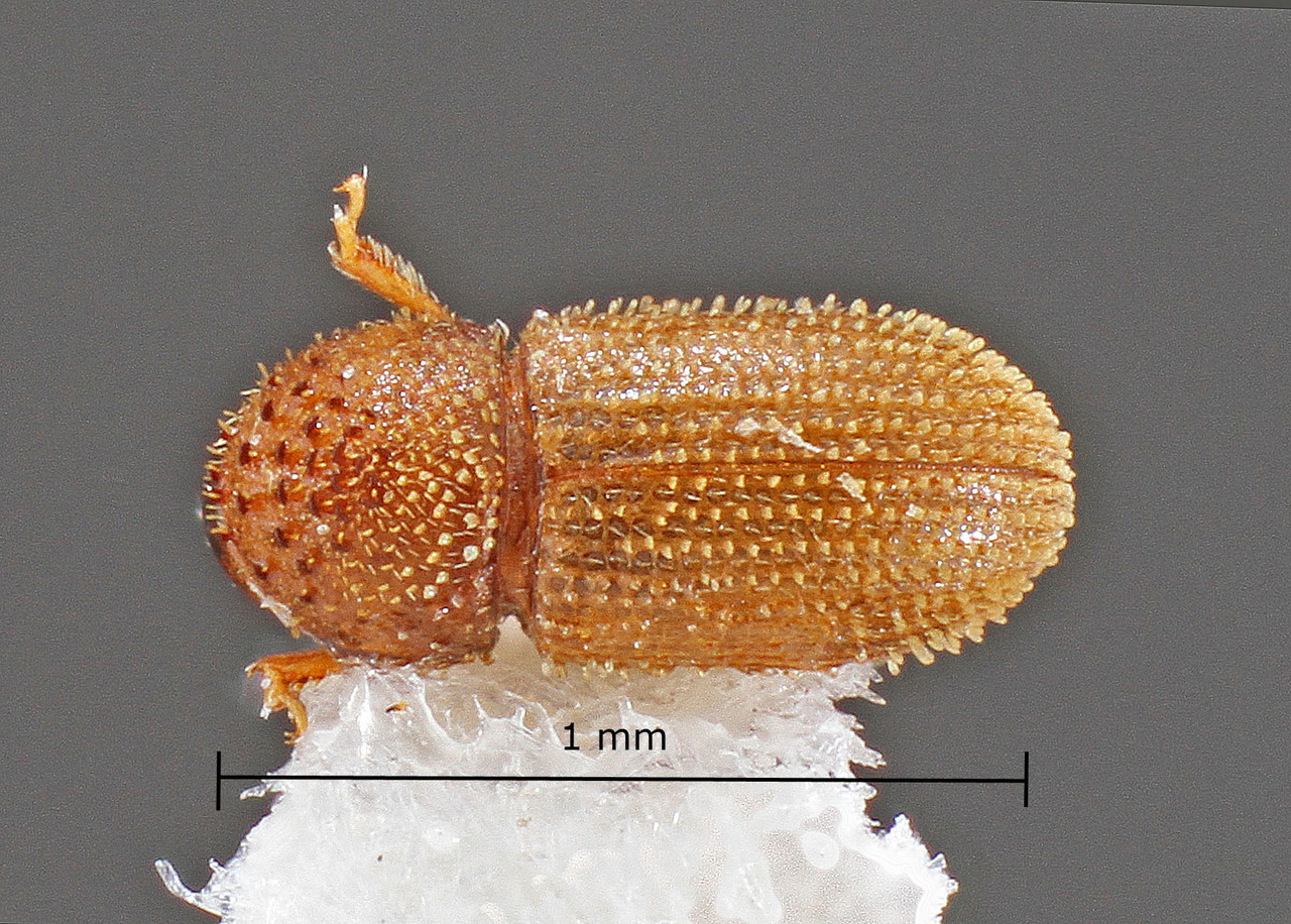 Genus / Species: Hypothenemus pubescens | Image Author: TH Atkinson | Location: Brazil, Paraiba, Patos | Collection: University of Texas Insect Collection