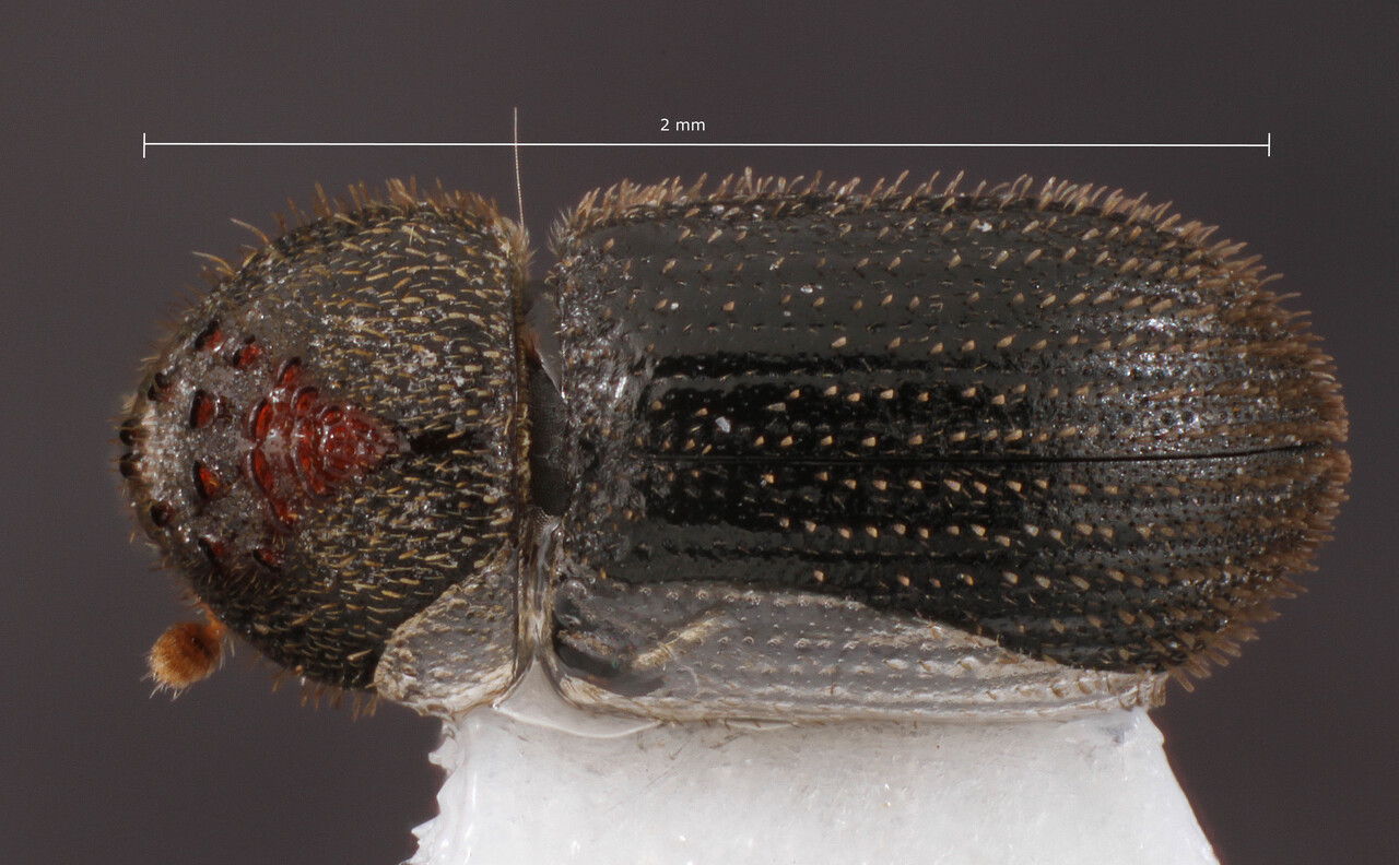 Genus / Species: Hypothenemus erectus | Image Author: TH Atkinson | Location: México, San Luís Potosí, Vilella | Collection: T.H. Atkinson, synoptic collection