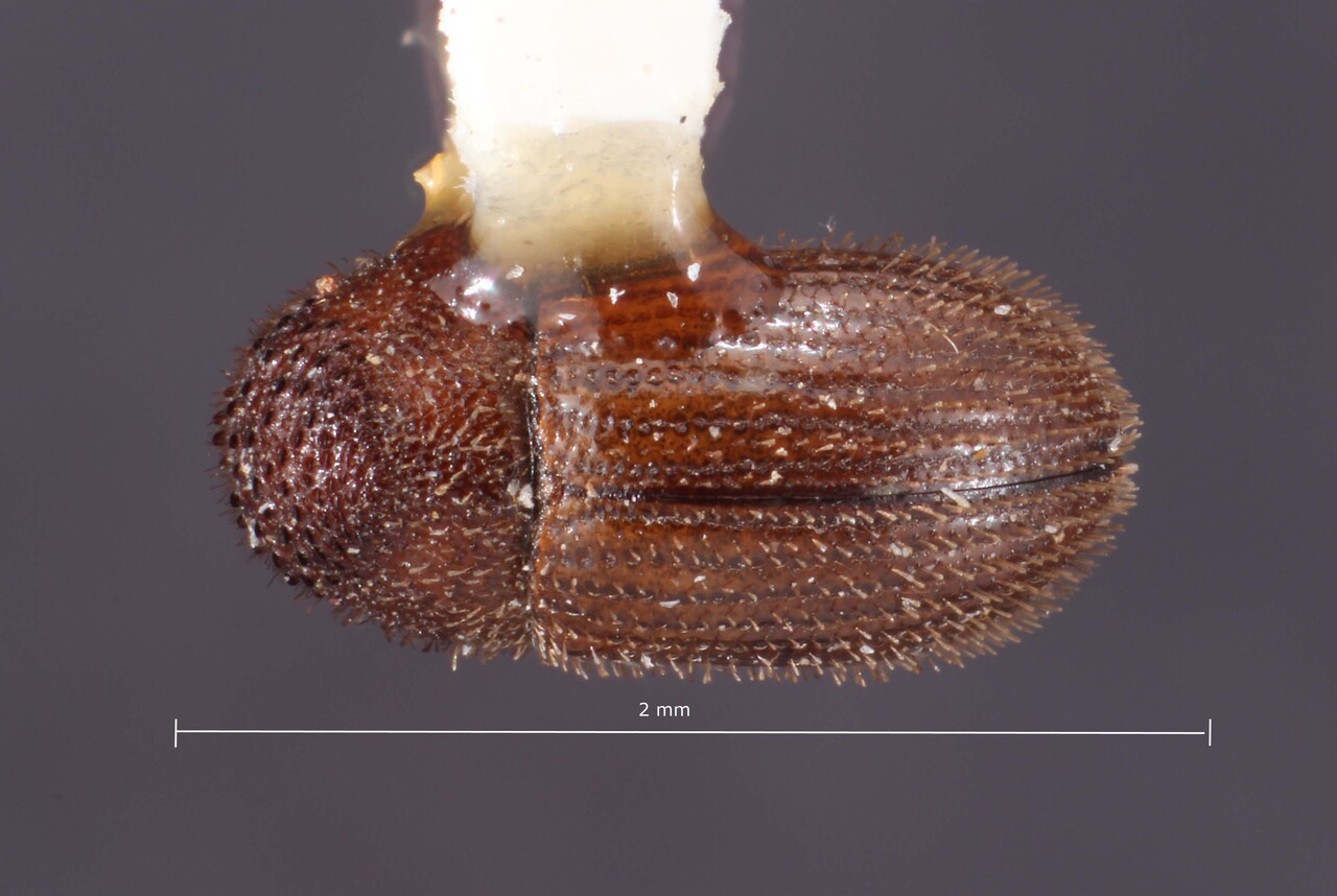 Genus / Species: Hypothenemus trivialis | Image Author: TH Atkinson | Location: Costa Rica, San José, Santa Ana | Image Type: holotype | Collection: Entomology