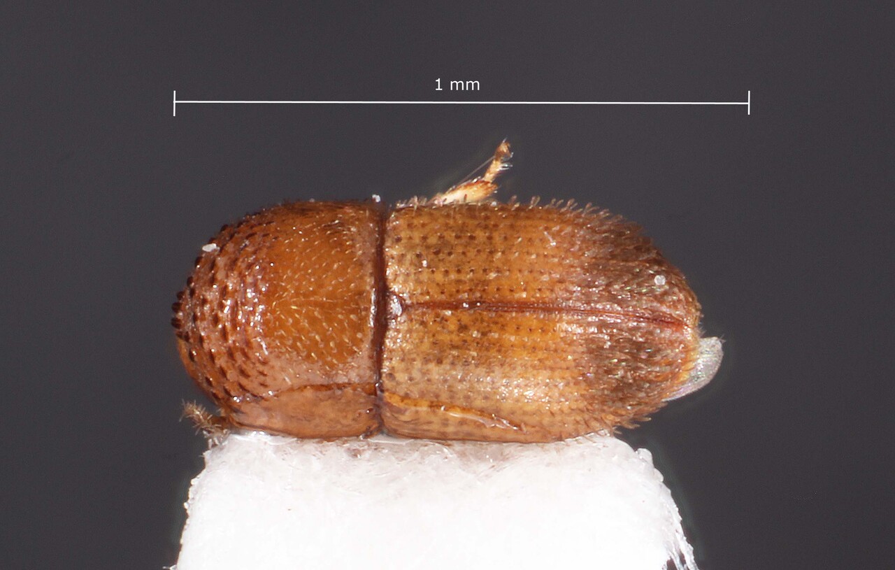 Genus / Species: Hypothenemus pullus | Image Author: TH Atkinson | Location: Suriname, Saramacca, coordinates only | Collection: Florida State Collection of Arthropods