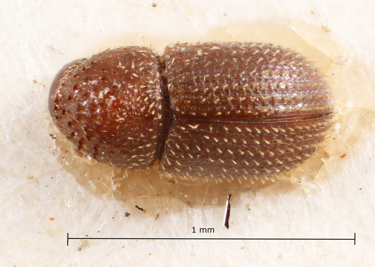 Genus / Species: Hypothenemus novateutonicus | Image Author: TH Atkinson | Location: Brazil, Santa Catarina, Nova Teutonia | Image Type: holotype | Collection: Naturhistorisches Museum Wien