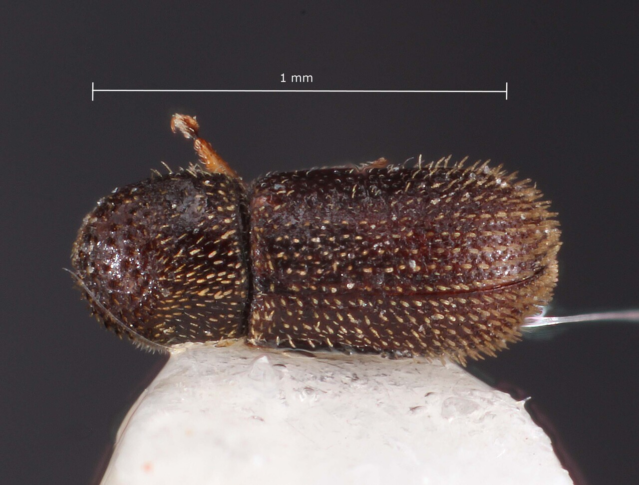 Genus / Species: Eidophelus jalappae | Image Author: TH Atkinson | Location: United States, Texas, Austin | Collection: University of Texas Insect Collection