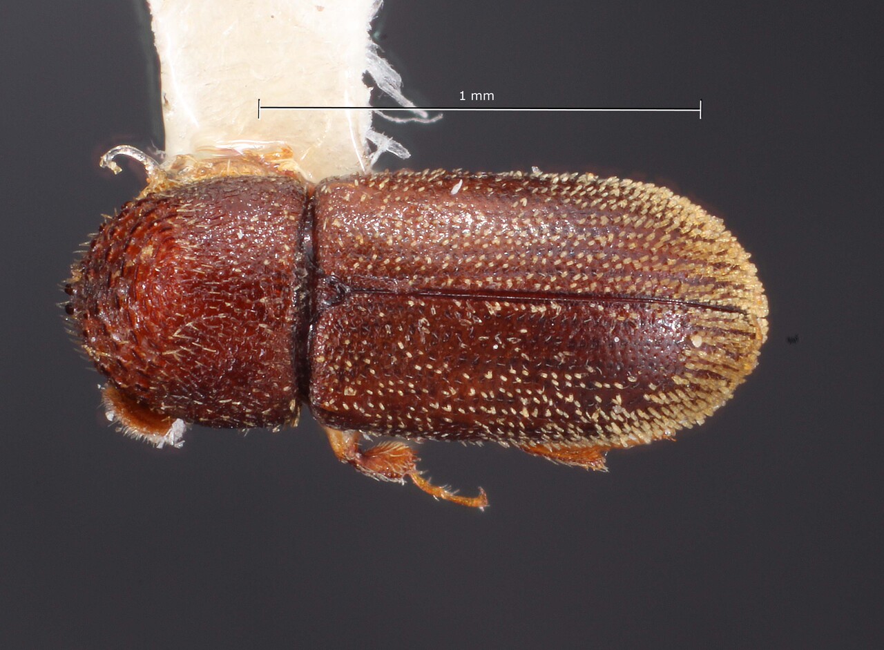 Genus / Species: Stegomerus mexicanus | Image Author: TH Atkinson | Location: México, Chiapas, La Trinitaria, 22.5 km E | Collection: Texas A&M University Insect Collection