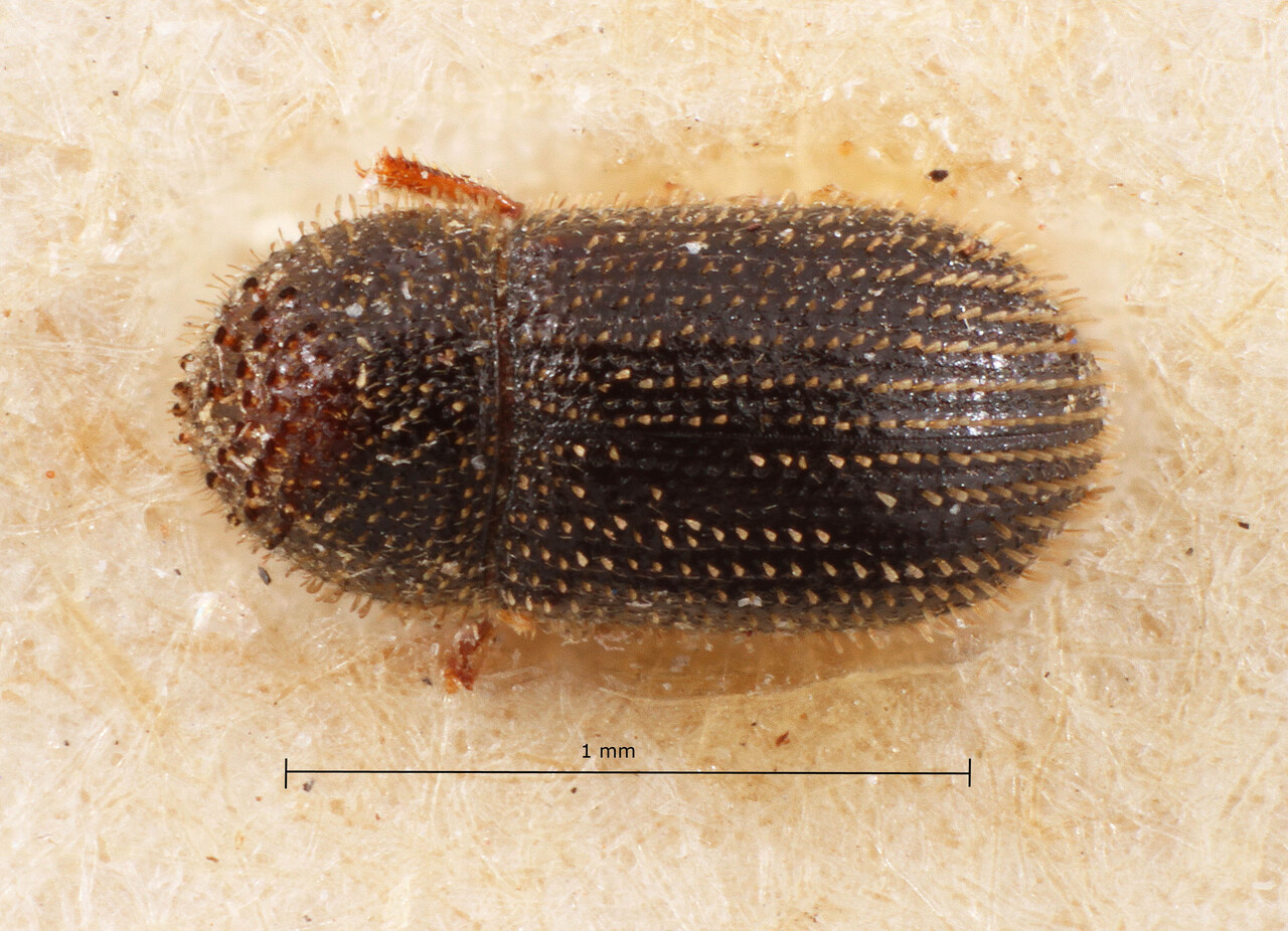 Genus / Species: Hypothenemus aterrimus | Image Author: TH Atkinson | Location: Bolivia, Cochabamba, Cochabamba | Image Type: holotype | Collection: Naturhistorisches Museum Wien