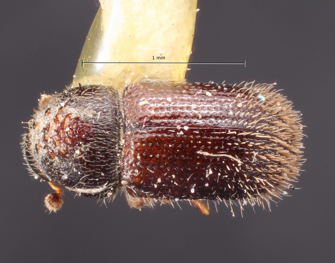 Genus / Species: Hypothenemus hirsutus | Image Author: TH Atkinson | Location: United States, Florida, Plantation Key | Image Type: holotype | Collection: Snow Entomological Museum, Univ. Kansas