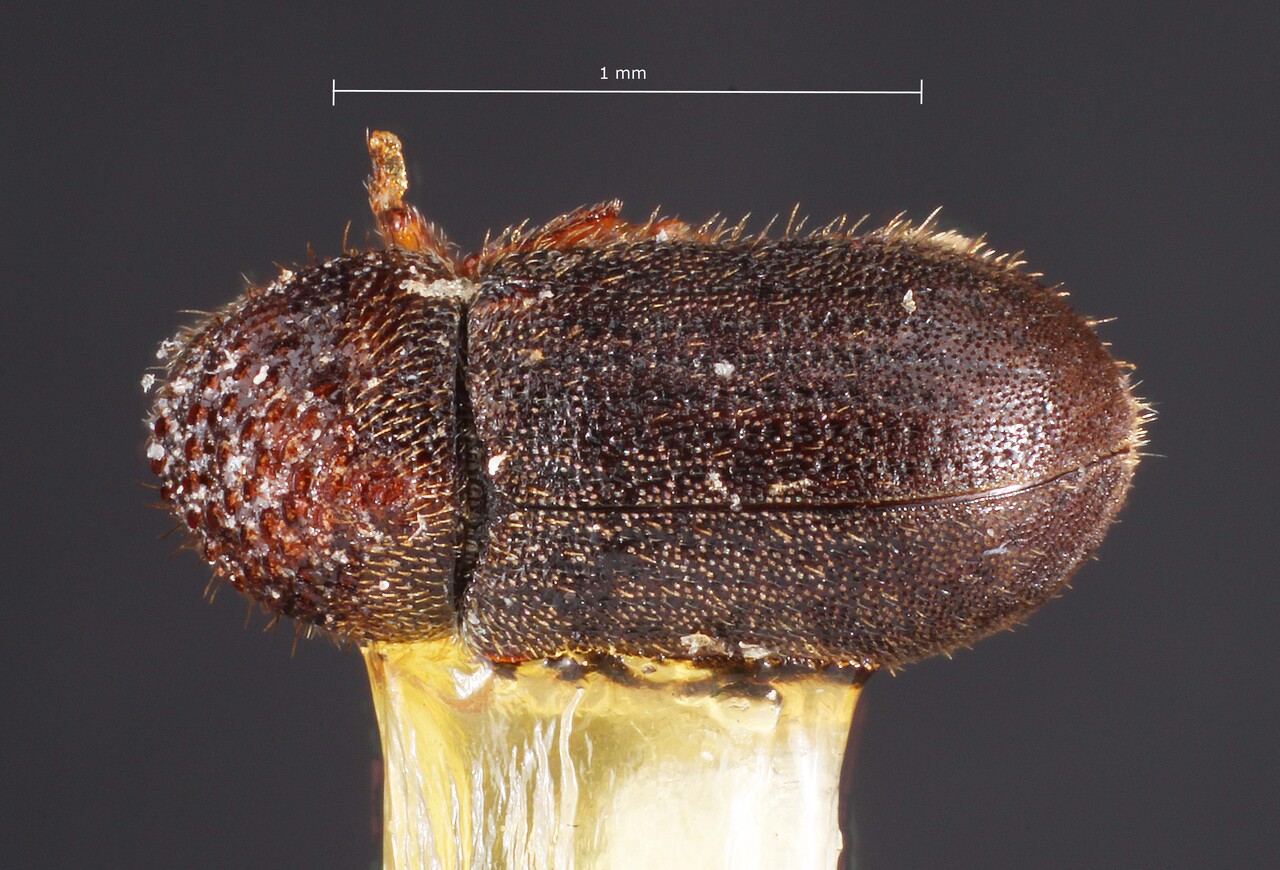Genus / Species: <i>Cryphalus striatulus</i> | Image Author: TH Atkinson | Location: United States, Arizona, Jacob Lake | Image Type: holotype | Collection: default value if not specified / valor si no está especificado