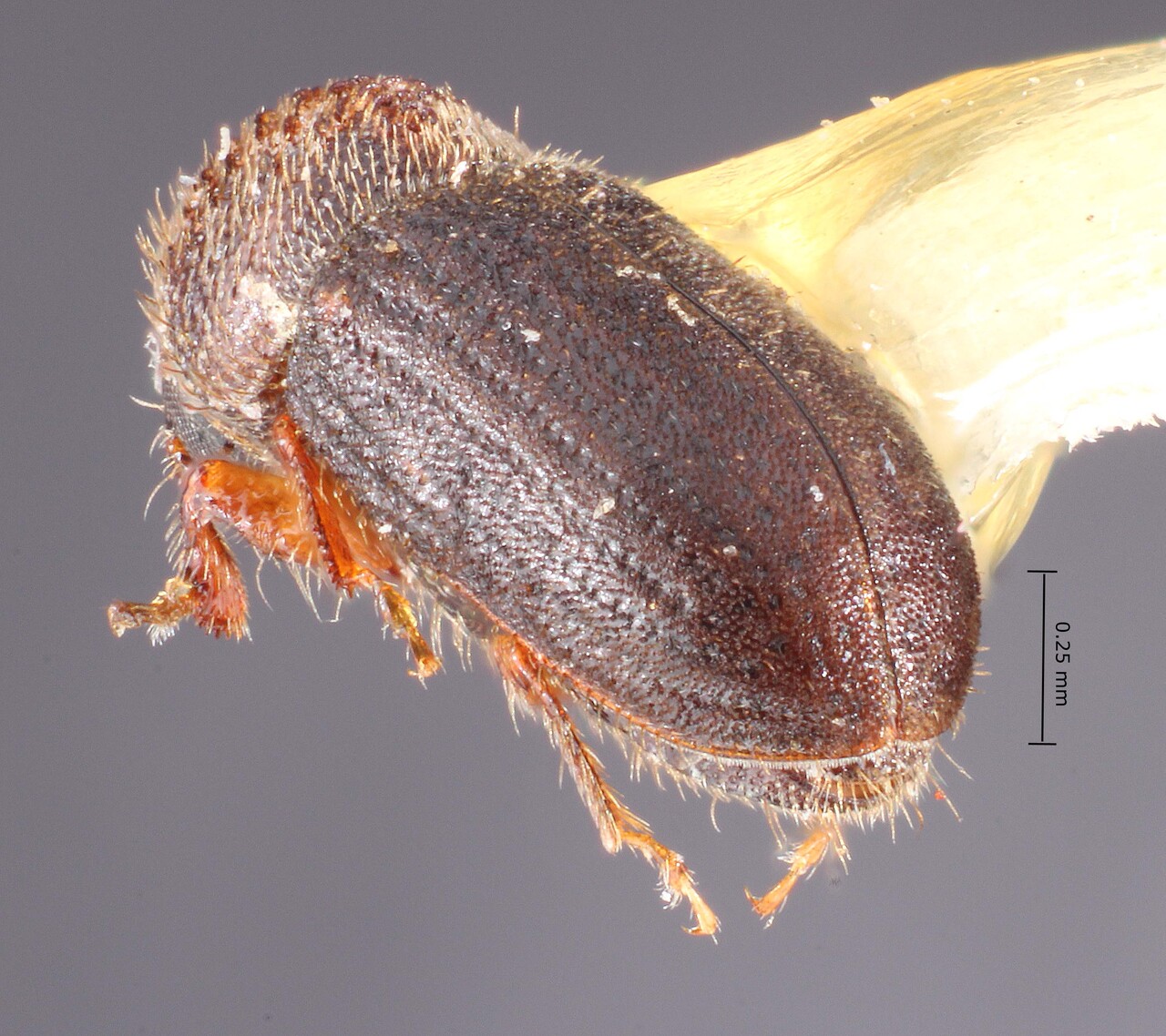 Genus / Species: <i>Cryphalus striatulus</i> | Image Author: TH Atkinson | Location: United States, Arizona, Jacob Lake | Image Type: holotype | Collection: default value if not specified / valor si no está especificado