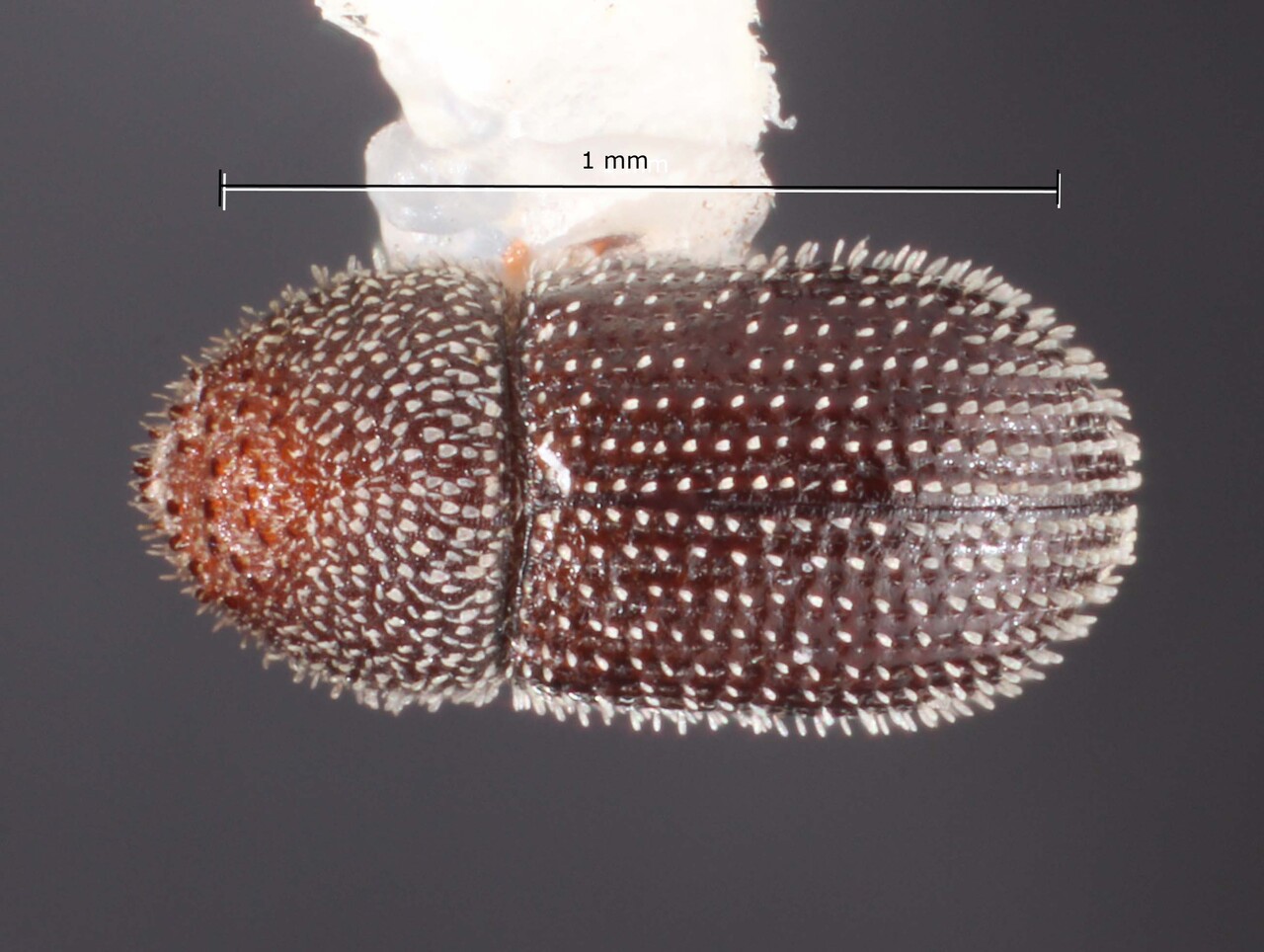 Genus / Species: Hypothenemus atomus | Image Author: TH Atkinson | Location: United States, Texas, Falcon Lake St. Pk. | Collection: Texas A&M University Insect Collection
