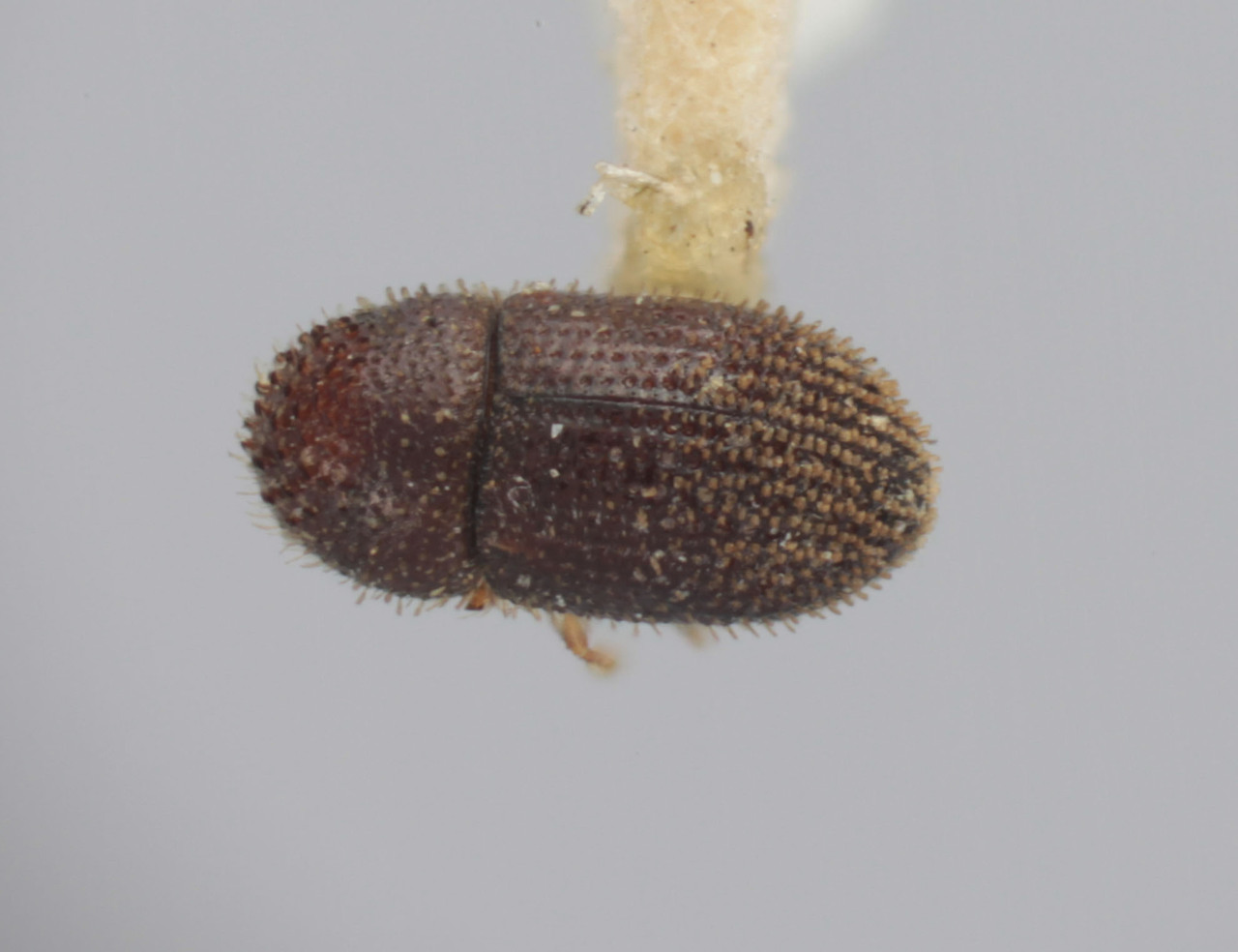 Genus / Species: Hypothenemus georgiae | Image Author: T Litvak | Location: United States, Georgia, Brunswick | Image Type: holotype | Collection: Entomology