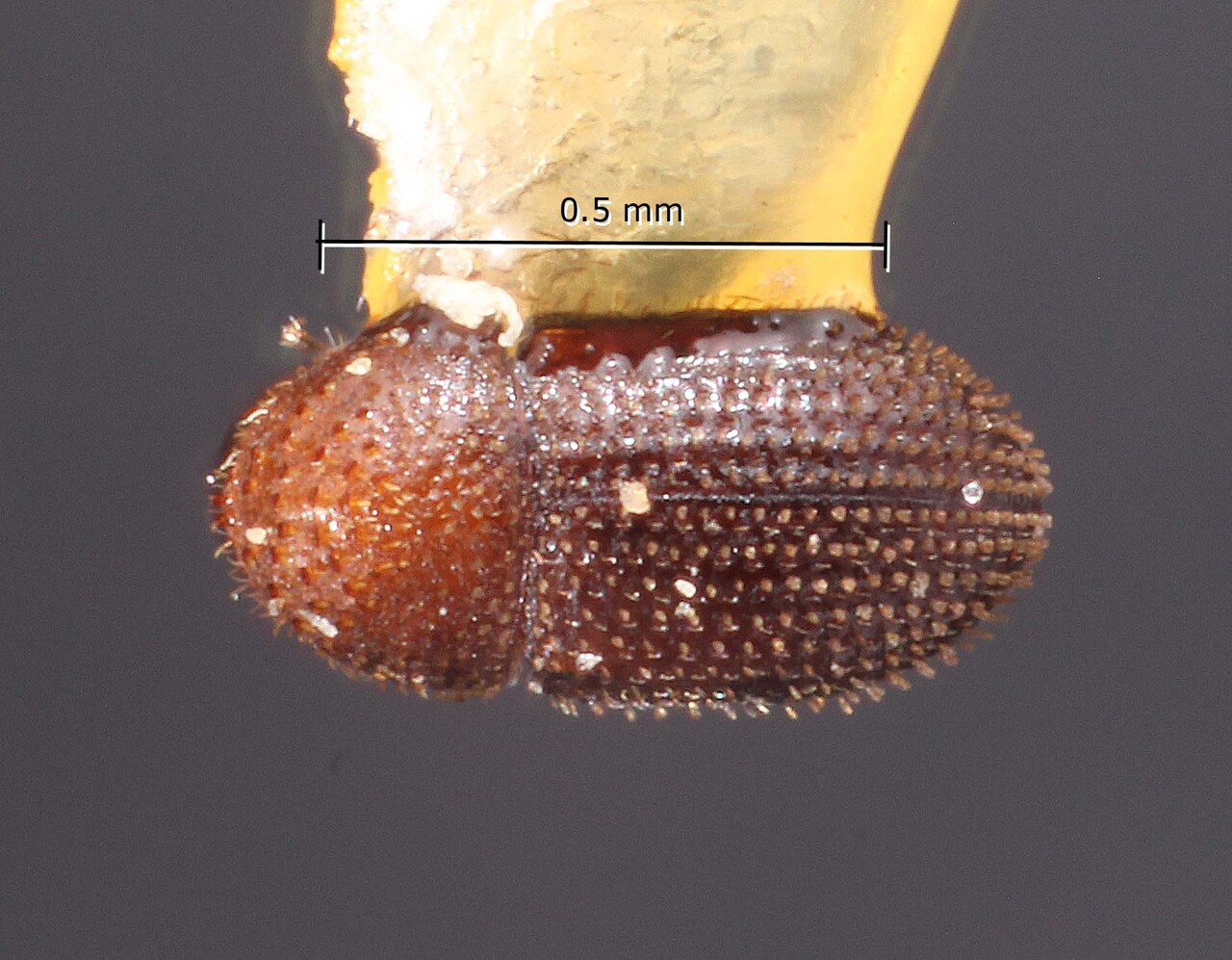 Genus / Species: Hypothenemus woodi | Image Author: TH Atkinson | Location: United States, Florida, Sugarloaf Key | Image Type: holotype | Collection: Snow Entomological Museum, Univ. Kansas