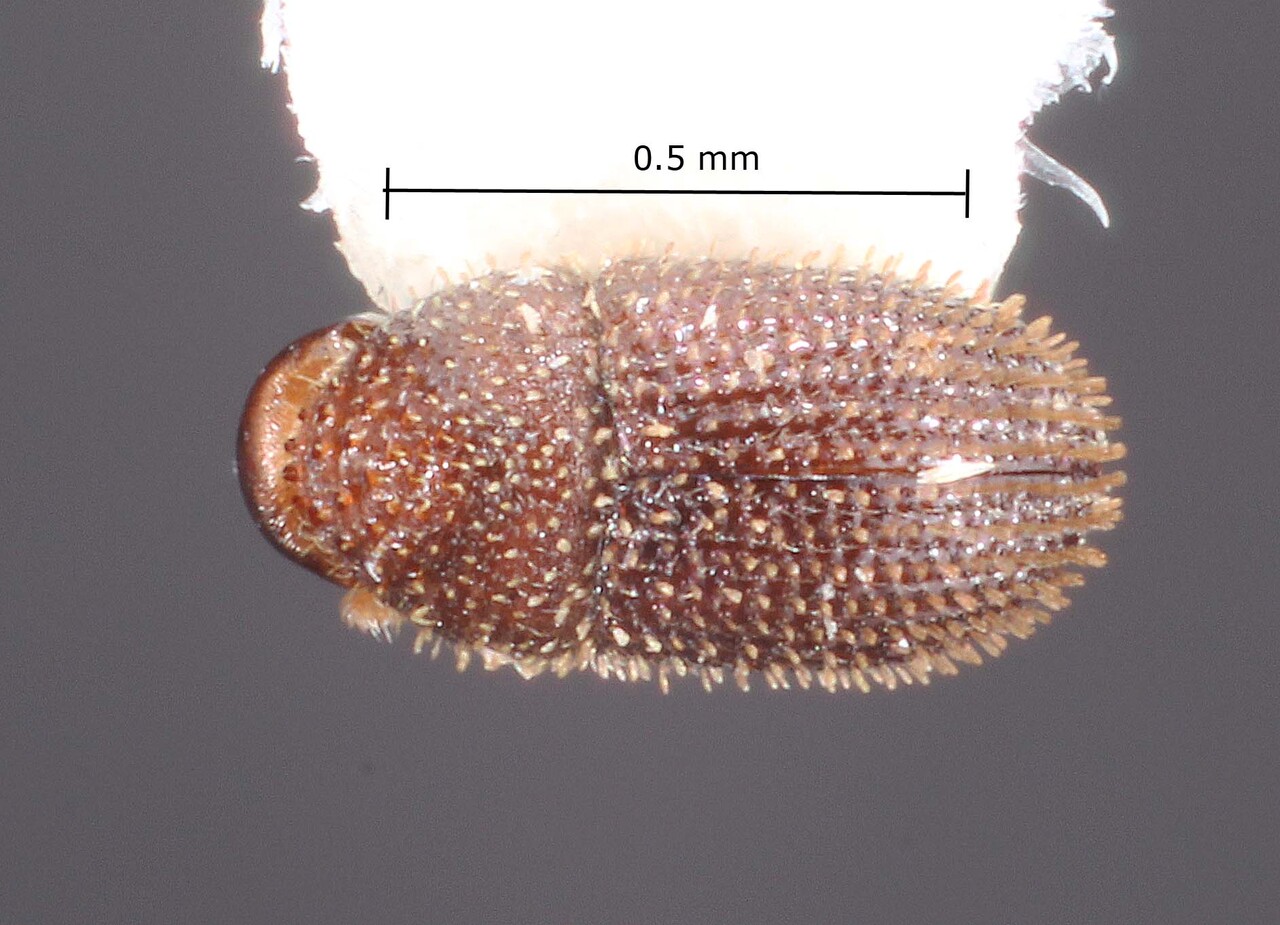Genus / Species: Hypothenemus striatus | Image Author: TH Atkinson | Location: United States, Florida, Big Torch Key | Collection: Texas A&M University Insect Collection