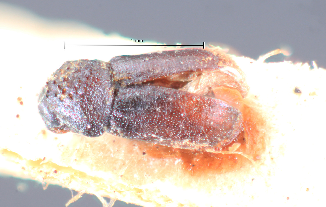 Genus / Species: Acorthylus asperatus | Image Author: TH Atkinson | Location: Argentina, Buenos Aires, Buenos Aires (provincia) | Image Type: holotype | Collection: Museo Argentino de Ciencias Naturales