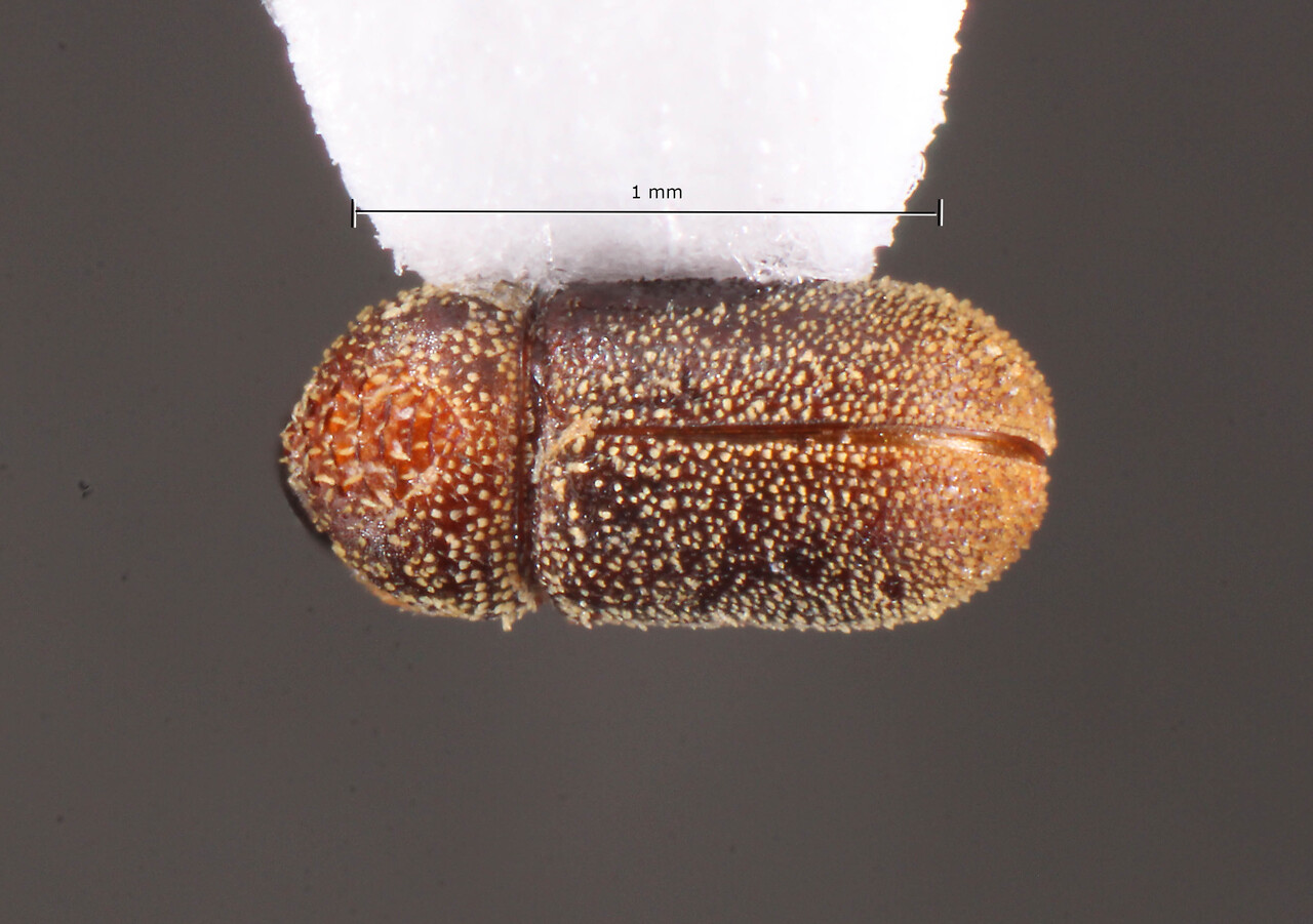 Genus / Species: Acorthylus robustus | Image Author: TH Atkinson | Location: Brazil, Santa Catarina, Nova Teutonia | Collection: Field Museum of Natural History