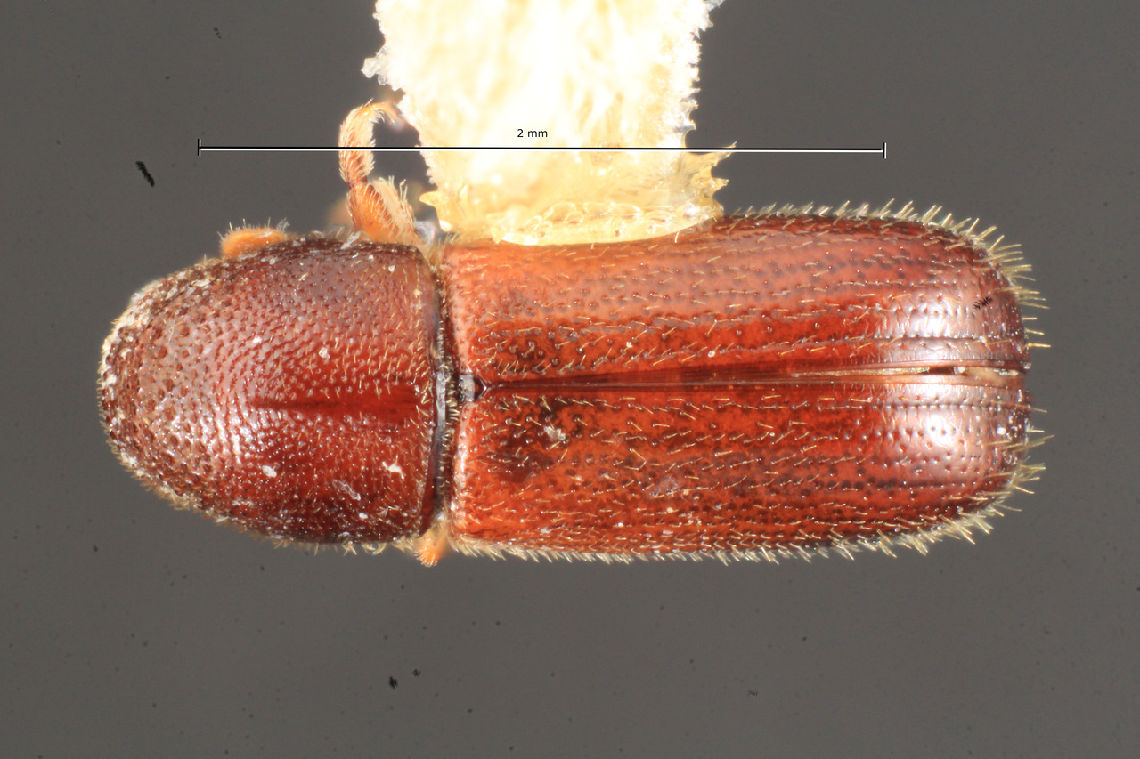 Genus / Species: Araptus accinctus | Image Author: TH Atkinson | Location: México, Morelos, El Texcal | Collection: Texas A&M University Insect Collection