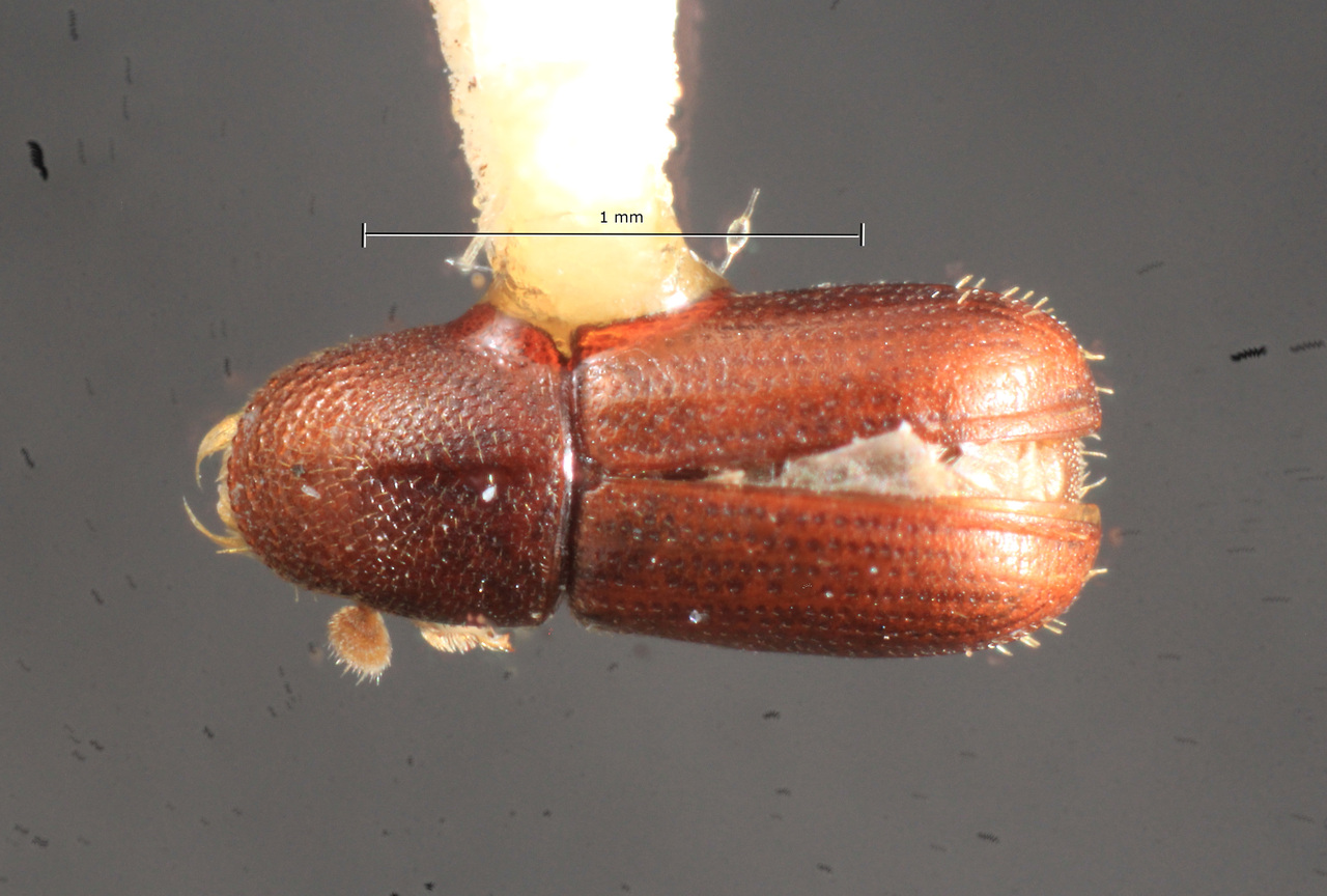 Genus / Species: Araptus carinifrons | Image Author: TH Atkinson | Location: Panamá, Panamá, Ft. Clayton | Collection: Texas A&M University Insect Collection