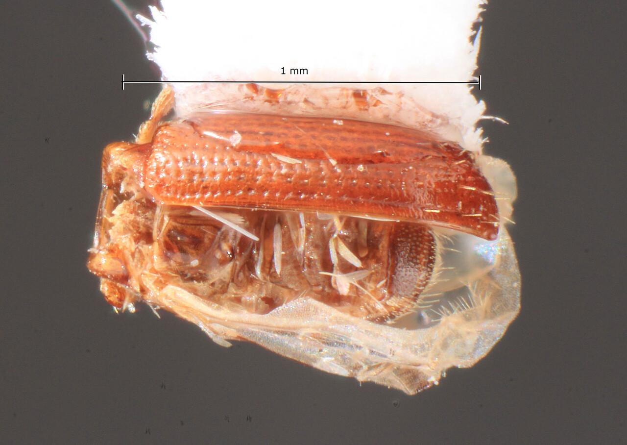 Genus / Species: Araptus culmenifrons | Image Author: TH Atkinson | Location: Cayman Is, Grand Cayman | Image Type: holotype | Collection: Florida State Collection of Arthropods