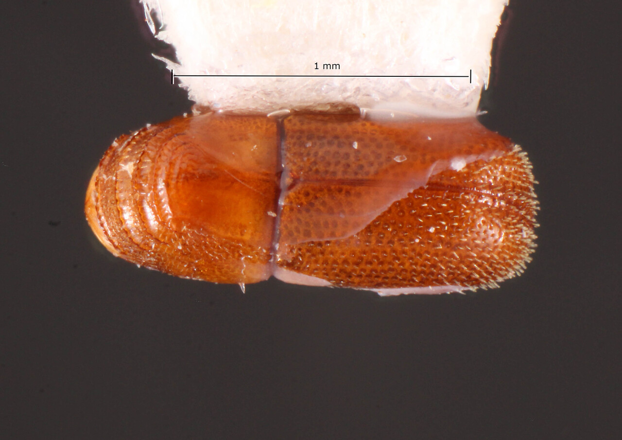 Genus / Species: Araptus declivis | Image Author: TH Atkinson | Location: Brazil, Mato Grosso, Poconé | Image Type: allotype | Collection: Faculdade de Engenharia