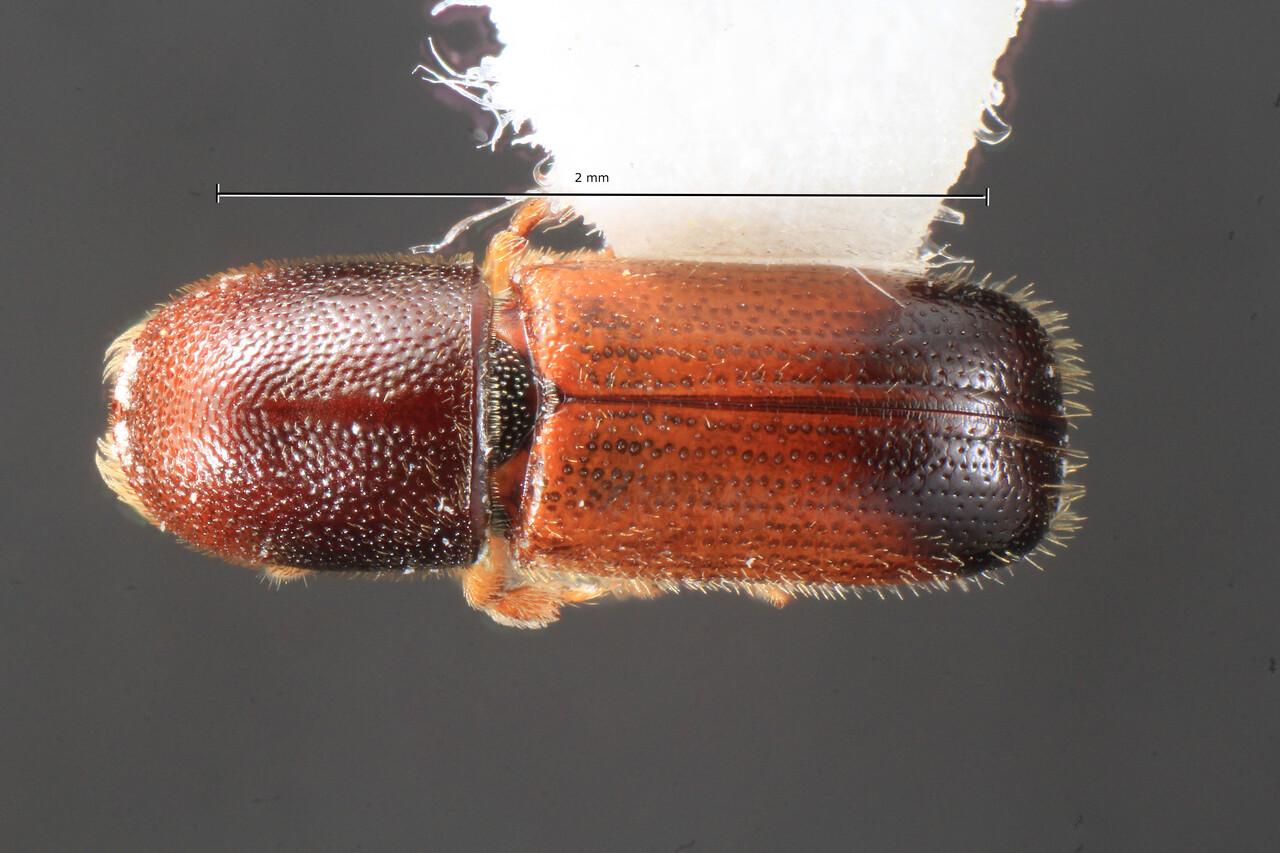 Genus / Species: Araptus delicatus | Image Author: TH Atkinson | Location: México, Sonora, Rio Cuchijaque bridge, road to La Labor | Collection: University of Texas Insect Collection