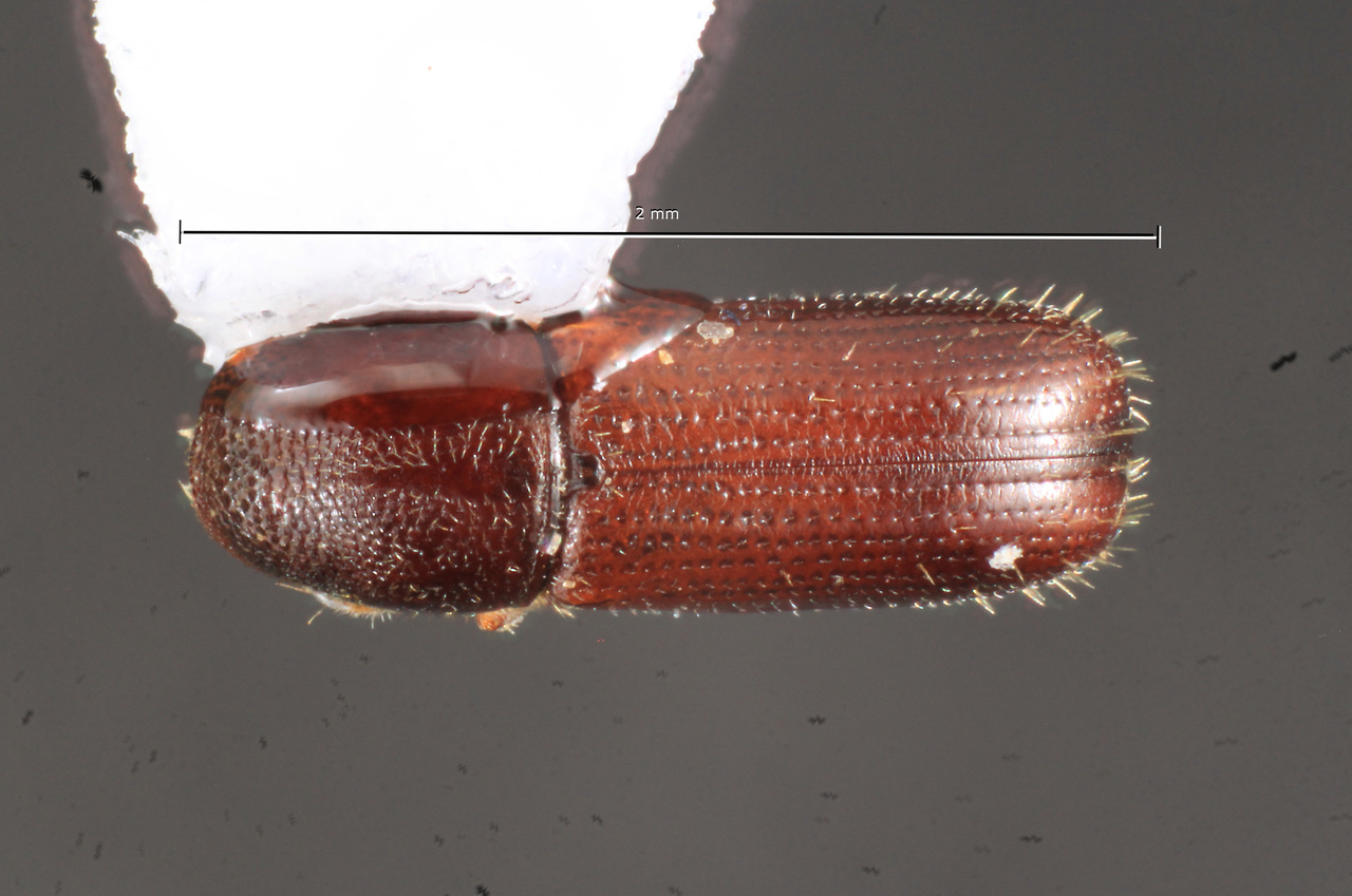 Genus / Species: Araptus dentifrons | Image Author: TH Atkinson | Location: United States, Oklahoma, Latimer Co. | Collection: Texas A&M University Insect Collection