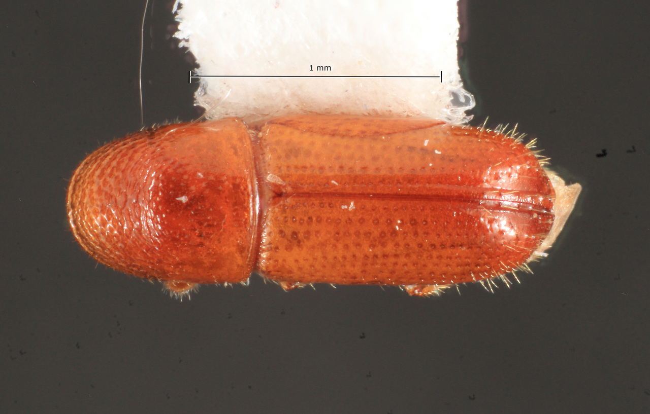 Genus / Species: Araptus eruditus | Image Author: TH Atkinson | Location: Panamá, Chiriquí, Finca Hartmann, Ojo de Agua | Collection: Texas A&M University Insect Collection