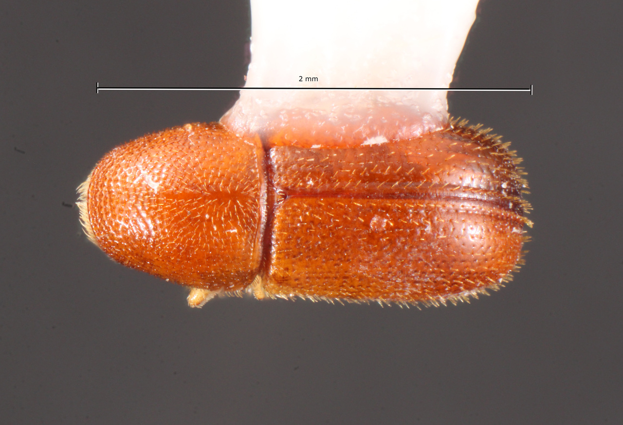 Genus / Species: Araptus fossifrons | Image Author: TH Atkinson | Location: México, Oaxaca, Playa Brasil | Collection: University of Texas Insect Collection