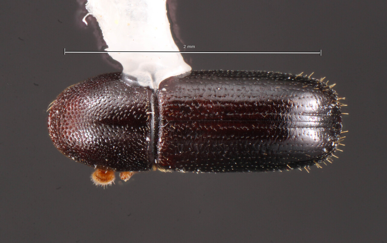 Genus / Species: Araptus foveifrons | Image Author: TH Atkinson | Location: México, Chiapas, Metzabok | Collection: University of Texas Insect Collection
