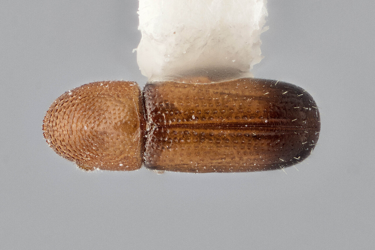 Genus / Species: Araptus franzi | Image Author: J Buffam | Location: Ecuador, Galápagos, Isla Isabela, Tagus Cove | Image Type: holotype | Collection: Canadian National Collection of Insects, Arachnids and Nematodes