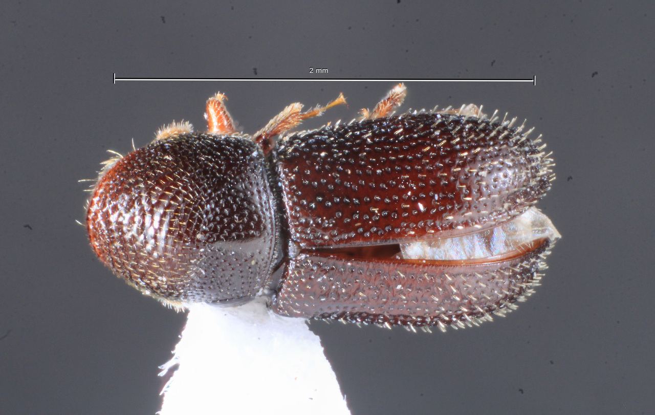 Genus / Species: Araptus frenatus | Image Author: TH Atkinson | Location: Argentina, Tucumán, Ticucho | Collection: Instituto Fundación Miguel Lillo