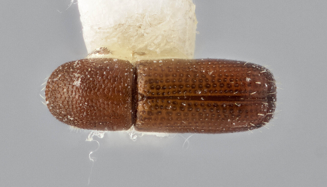 Genus / Species: Araptus gracilens | Image Author: J Buffam | Location: México, Sinaloa, Mazatlan, 4 mi (6 km) N  | Image Type: holotype | Collection: Canadian National Collection of Insects, Arachnids and Nematodes