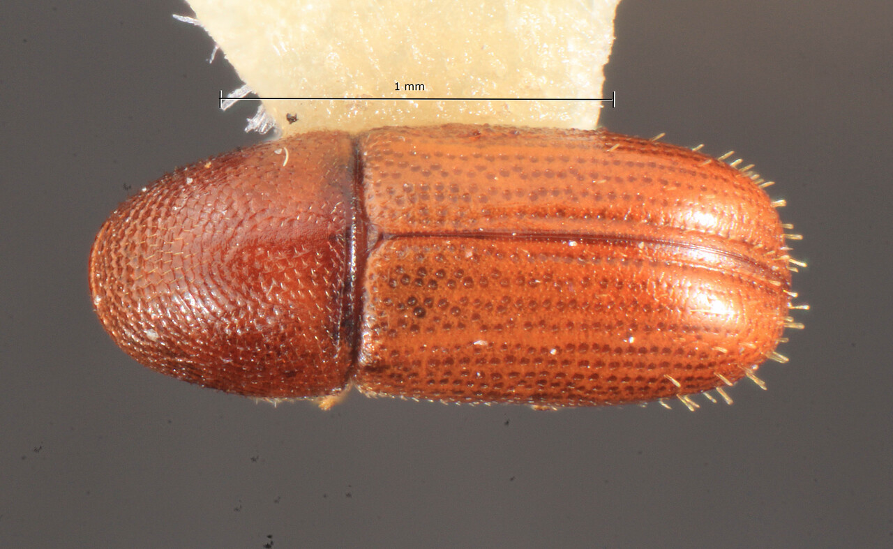 Genus / Species: Araptus grenadaensis | Image Author: TH Atkinson | Location: Lesser Antilles, Grenada, St. Andrew, Mirabeau Agric. Lab. | Image Type: holotype | Collection: Florida State Collection of Arthropods