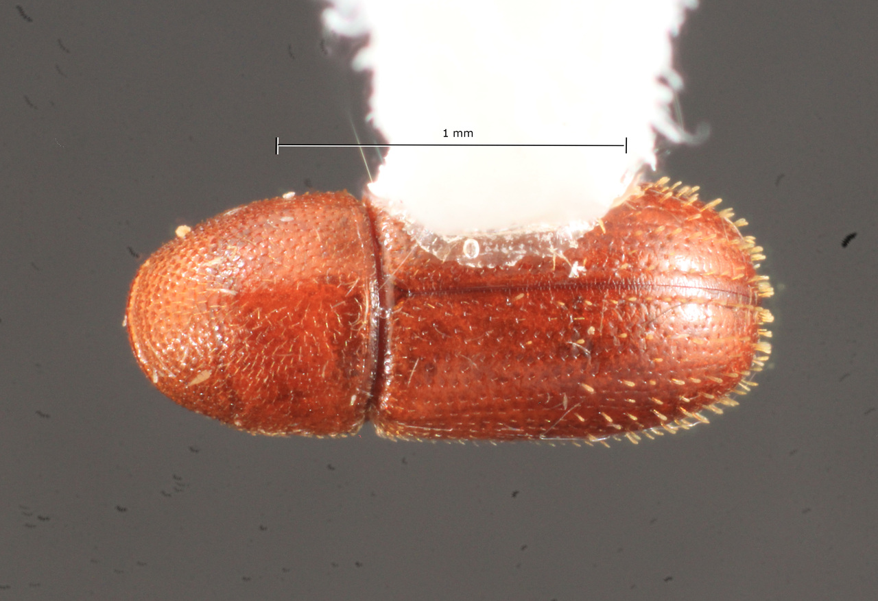 Genus / Species: Araptus hymenaeae | Image Author: TH Atkinson | Location: Guatemala, Escuintla, Finca Chilcas | Collection: University of Texas Insect Collection