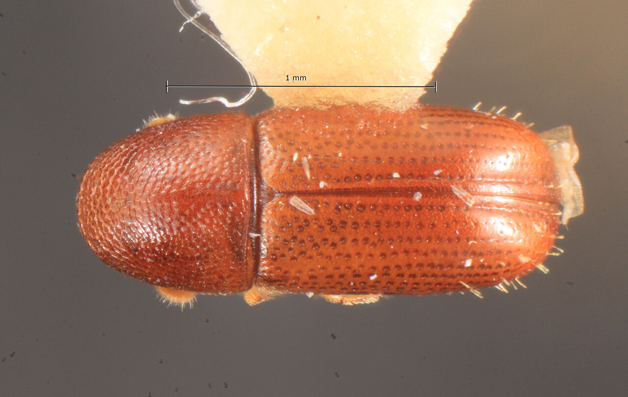 Genus / Species: Araptus incolus | Image Author: TH Atkinson | Location: Lesser Antilles, Grenada, St. Andrew, Mirabeau Agric. Lab. | Image Type: holotype | Collection: Florida State Collection of Arthropods