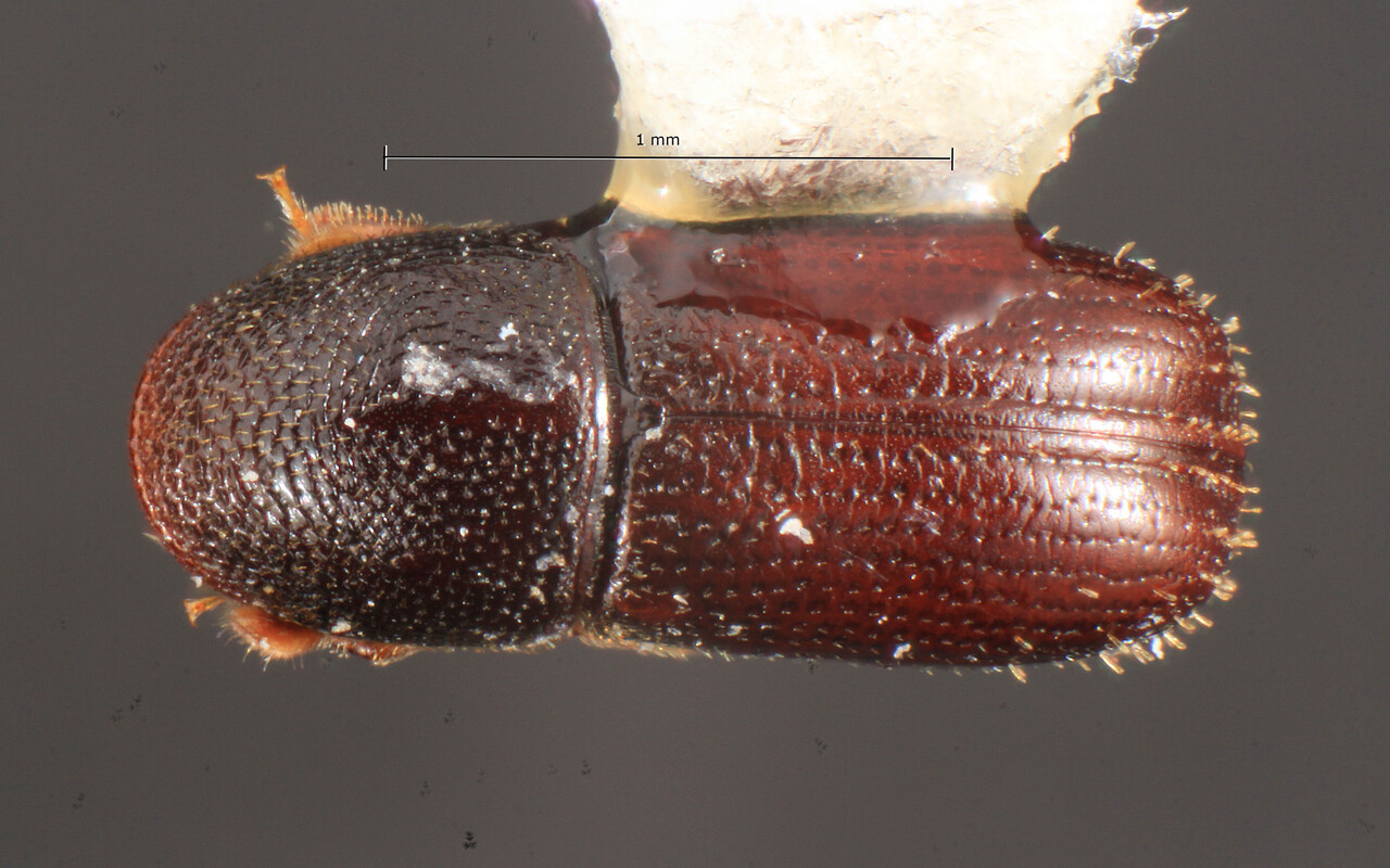 Genus / Species: Araptus insulanus | Image Author: TH Atkinson | Location: Curaçao, Carmabi | Image Type: holotype | Collection: Florida State Collection of Arthropods