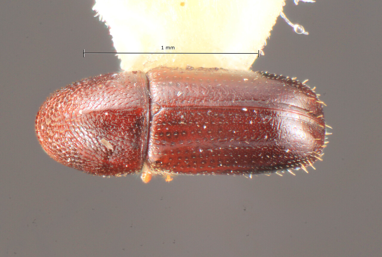 Genus / Species: Araptus melanurus | Image Author: TH Atkinson | Location: Lesser Antilles, Grenada, St. Andrew, Mirabeau Agric. Lab. | Image Type: holotype | Collection: Florida State Collection of Arthropods