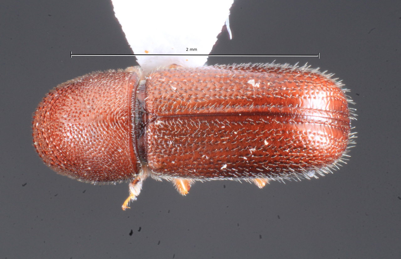 Genus / Species: Araptus pubescens | Image Author: TH Atkinson | Location: Argentina, Tucumán, El Cadillal | Collection: Instituto Fundación Miguel Lillo