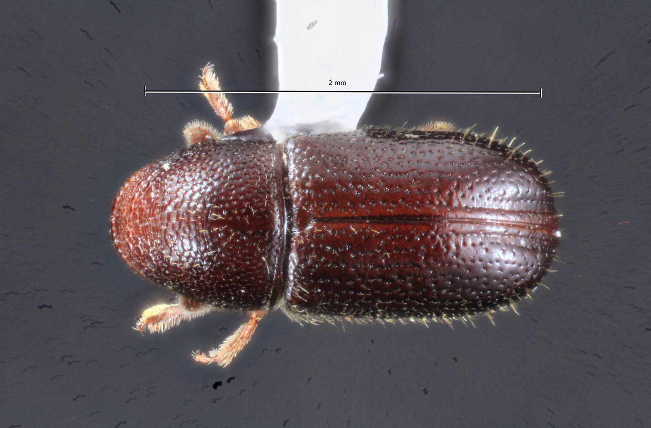 Genus / Species: Araptus schwarzi | Image Author: TH Atkinson | Location: México, México, San Miguel Tlaixpan | Collection: Texas A&M University Insect Collection