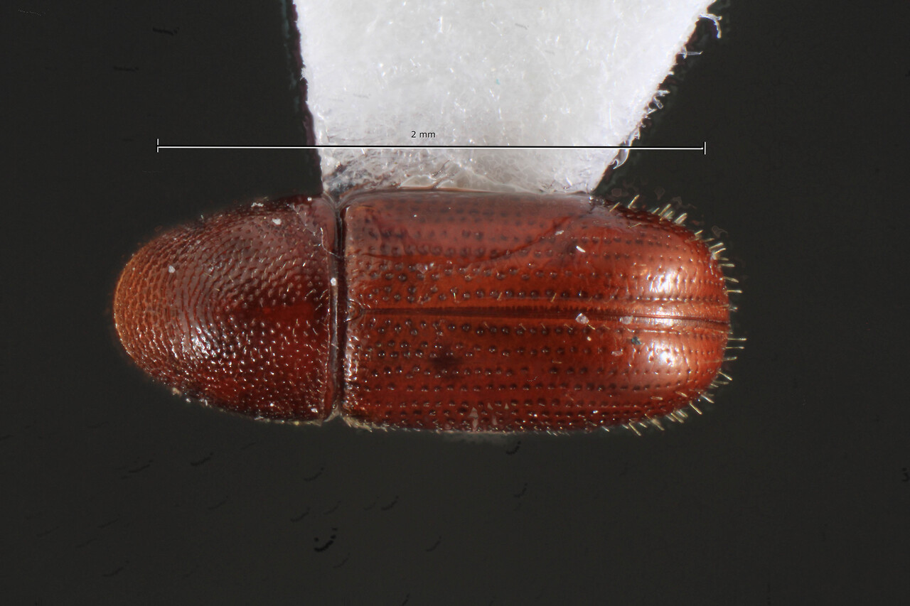 Genus / Species: Araptus volastos | Image Author: TH Atkinson | Location: Argentina, Salta, Parque Nacional El Rey | Collection: T.H. Atkinson, synoptic collection